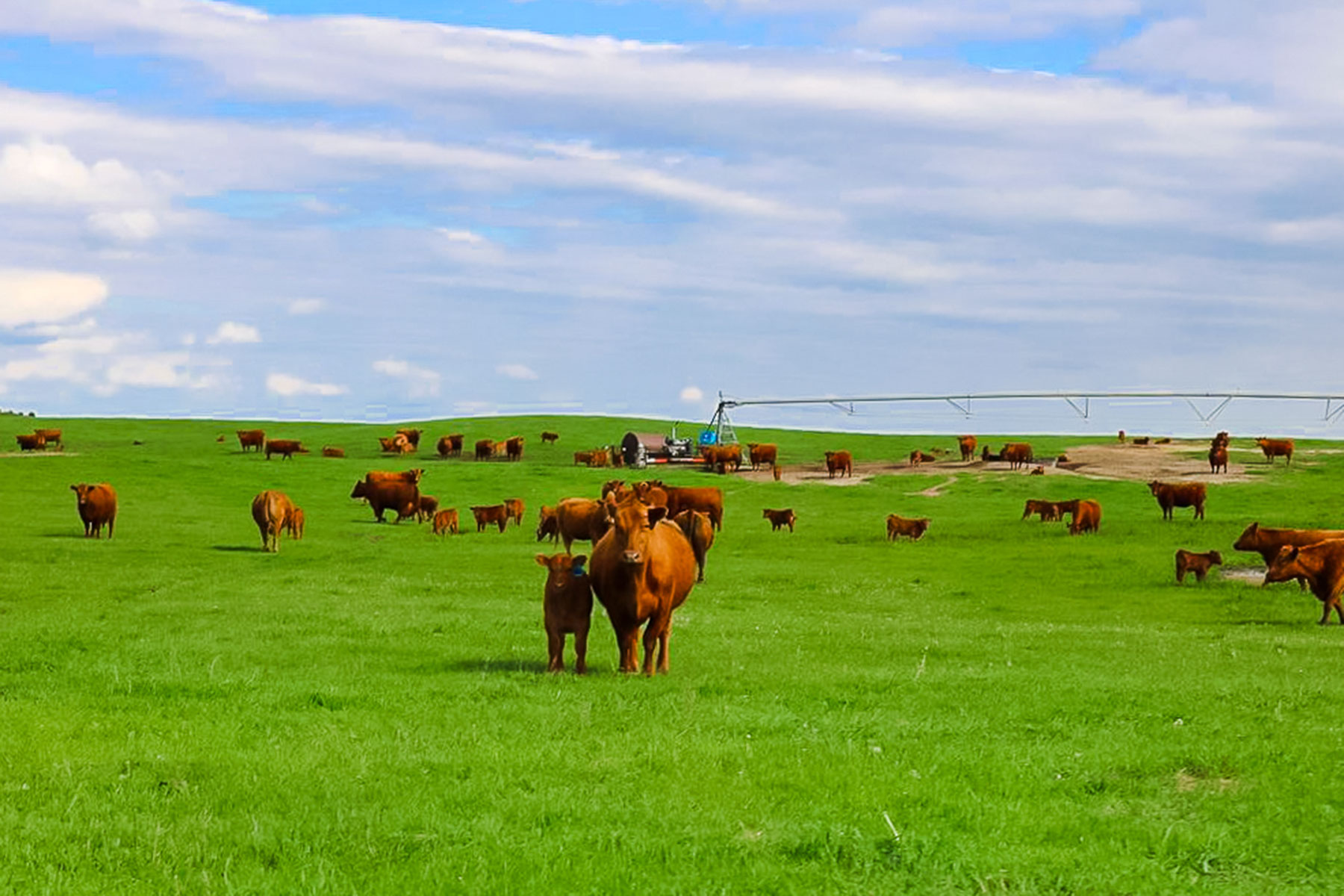 Zeman Farm & Ranch property picture 66 of 84