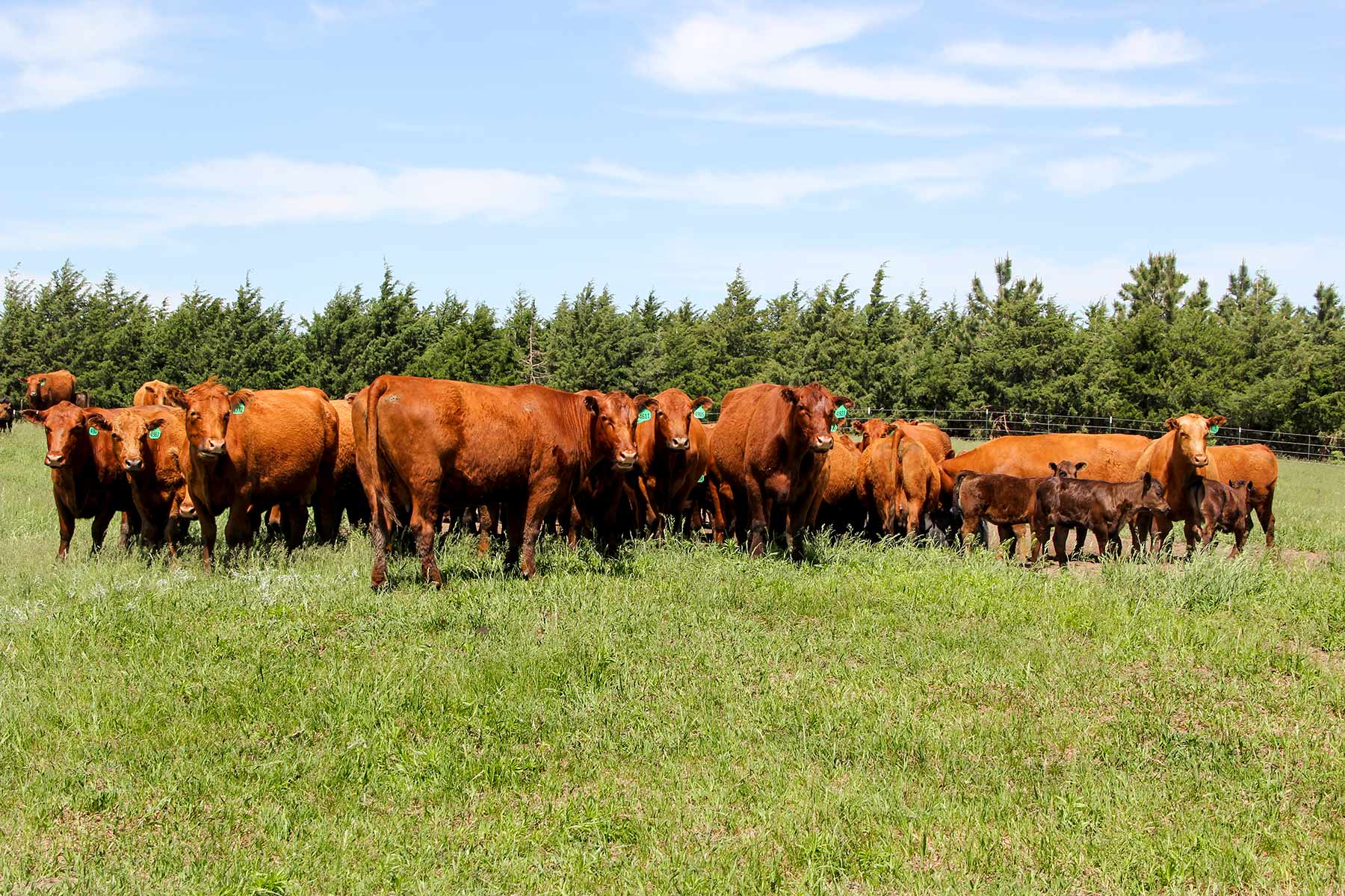 Zeman Farm & Ranch property picture 26 of 84