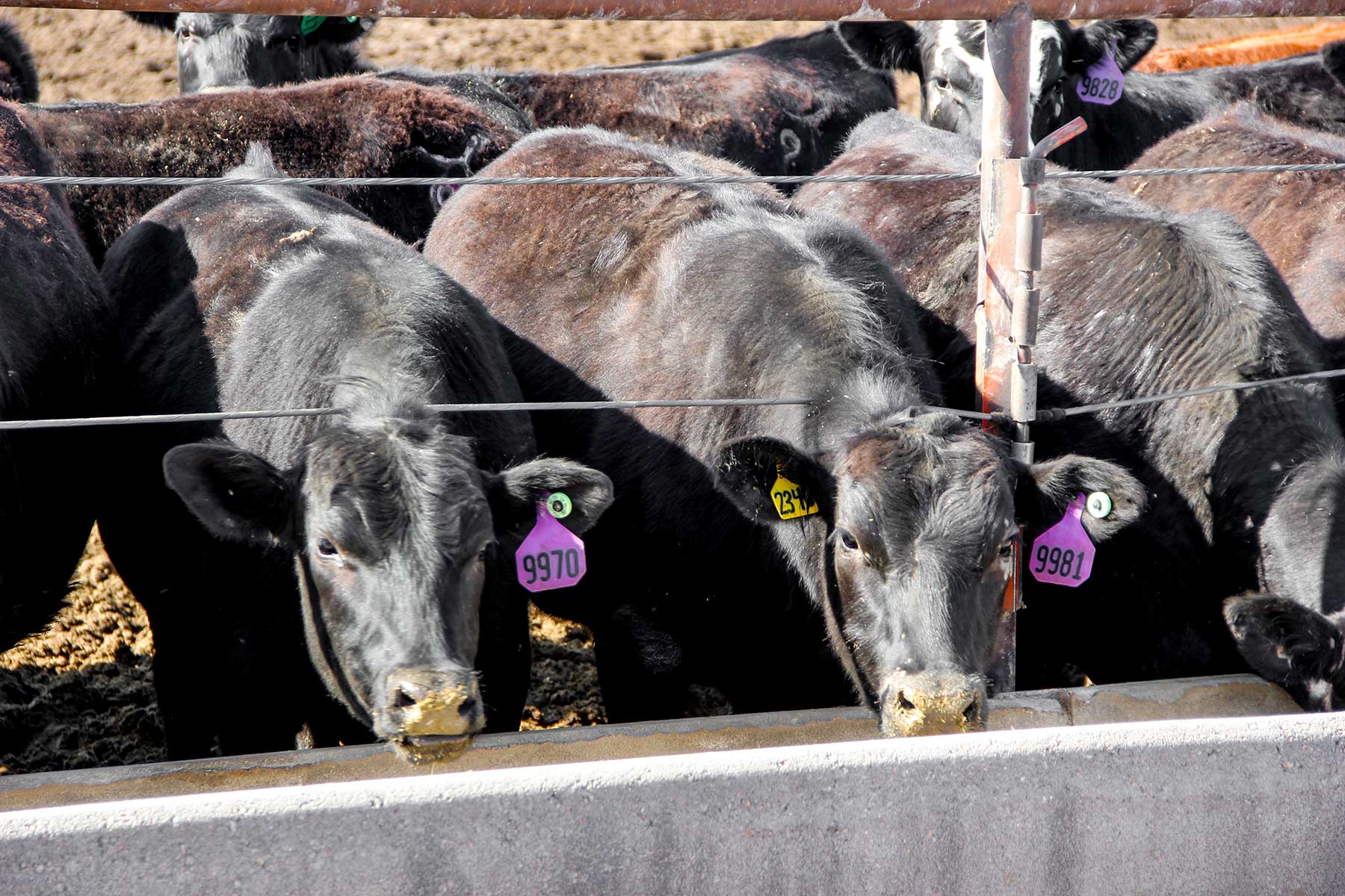 Zeman Farm & Ranch property picture 18 of 84