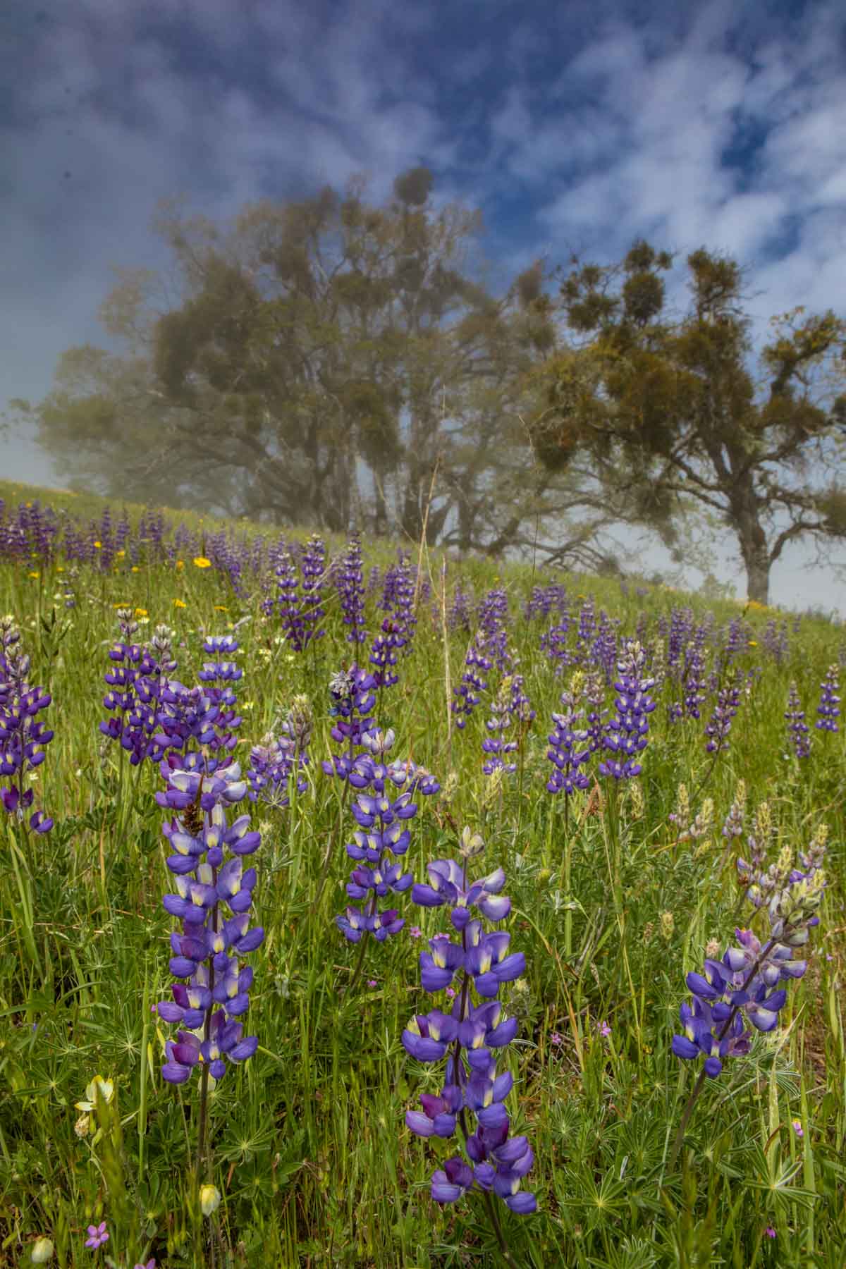 Lone Pine Ranch property picture 5 of 100