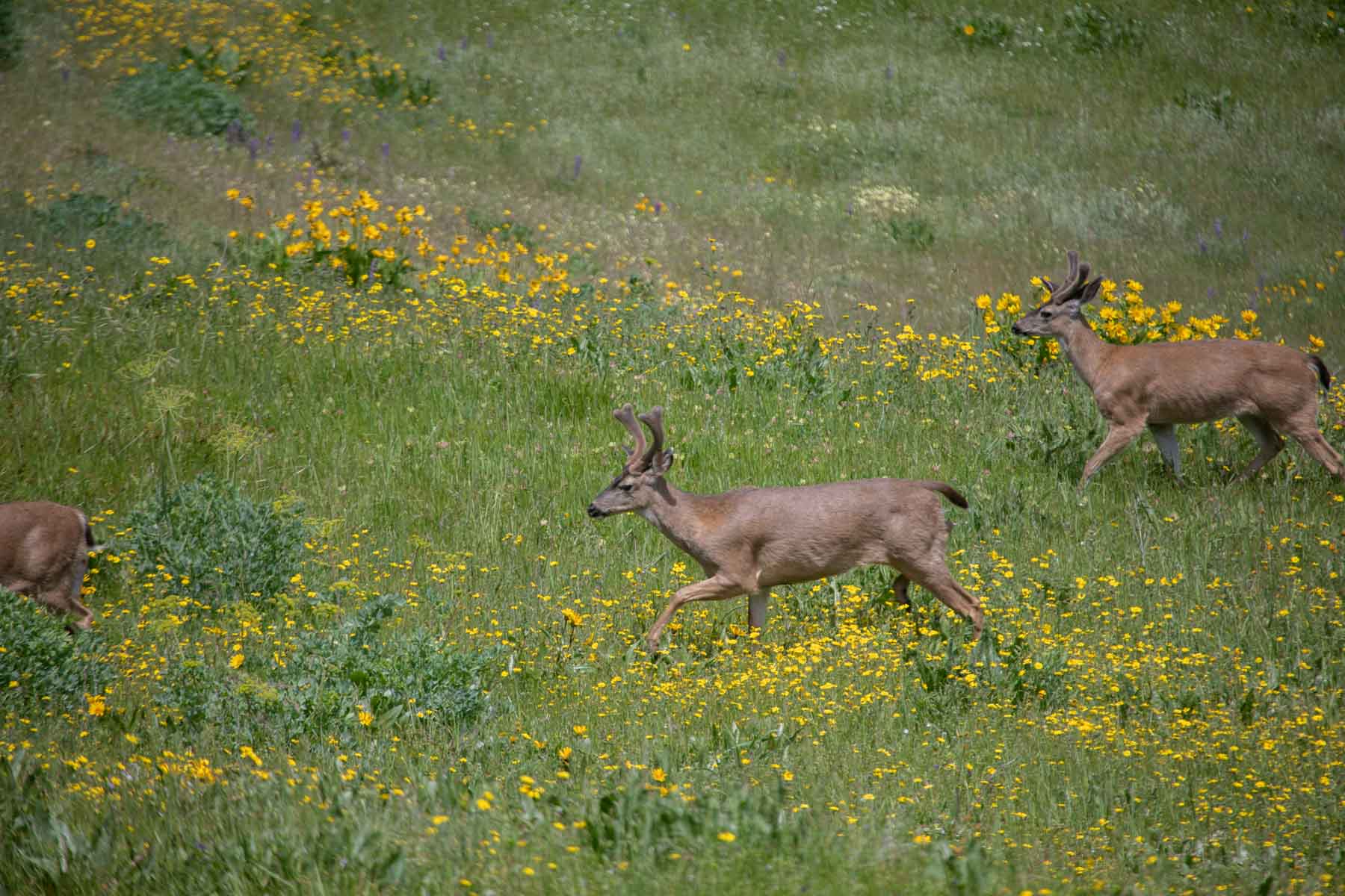 Lone Pine Ranch property picture 83 of 100