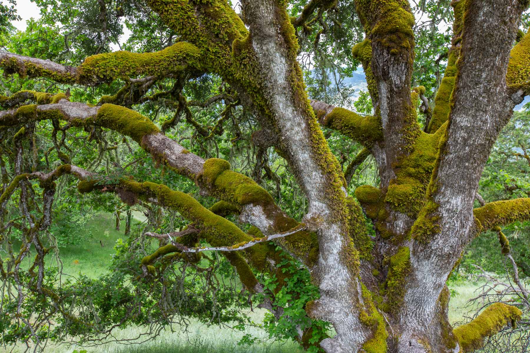 Lone Pine Ranch property picture 99 of 100