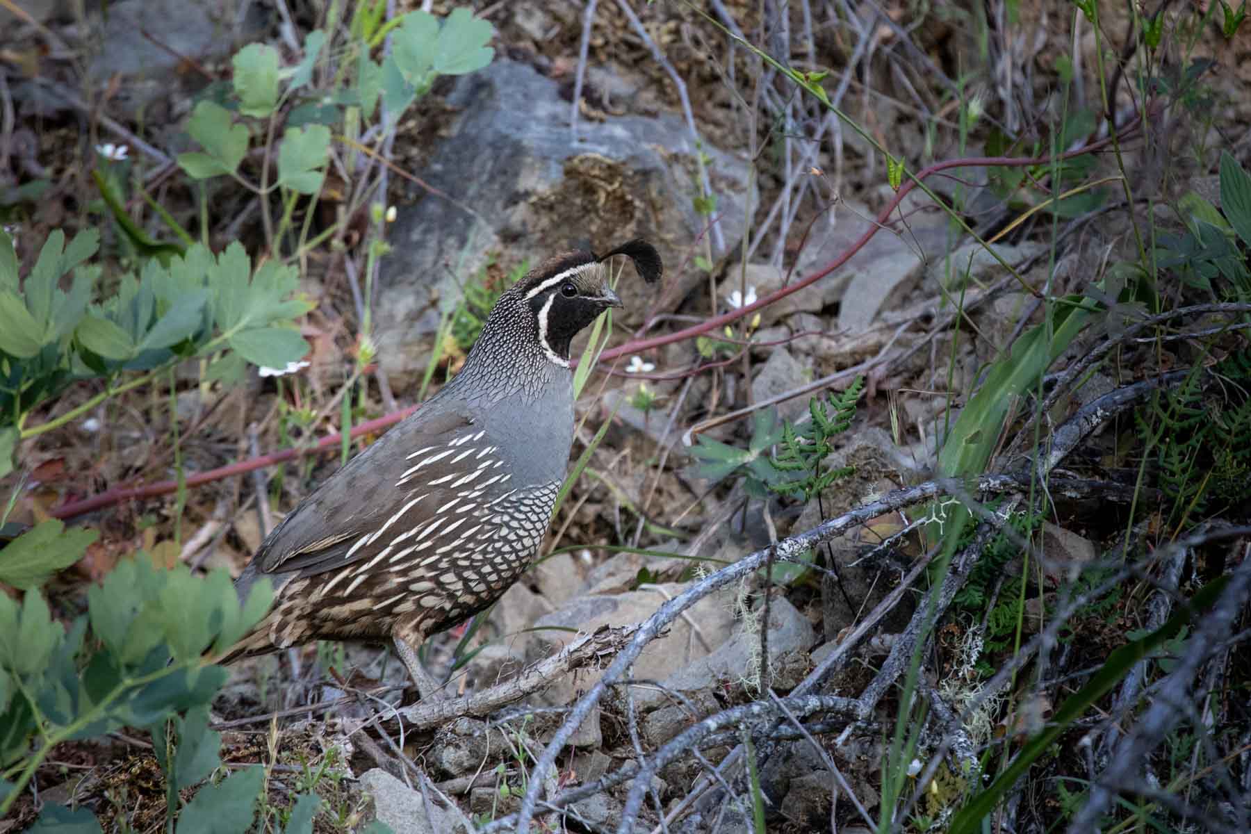 Lone Pine Ranch property picture 11 of 100
