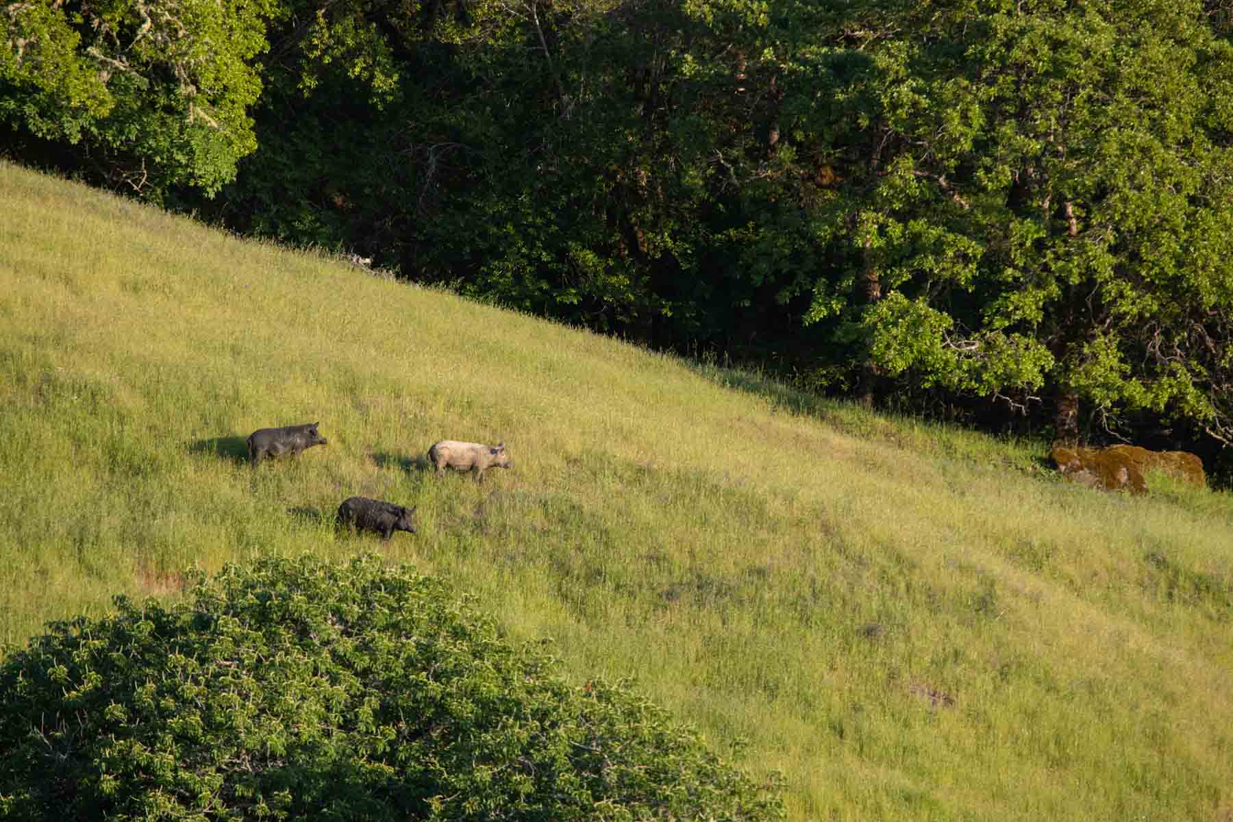 Lone Pine Ranch property picture 12 of 100
