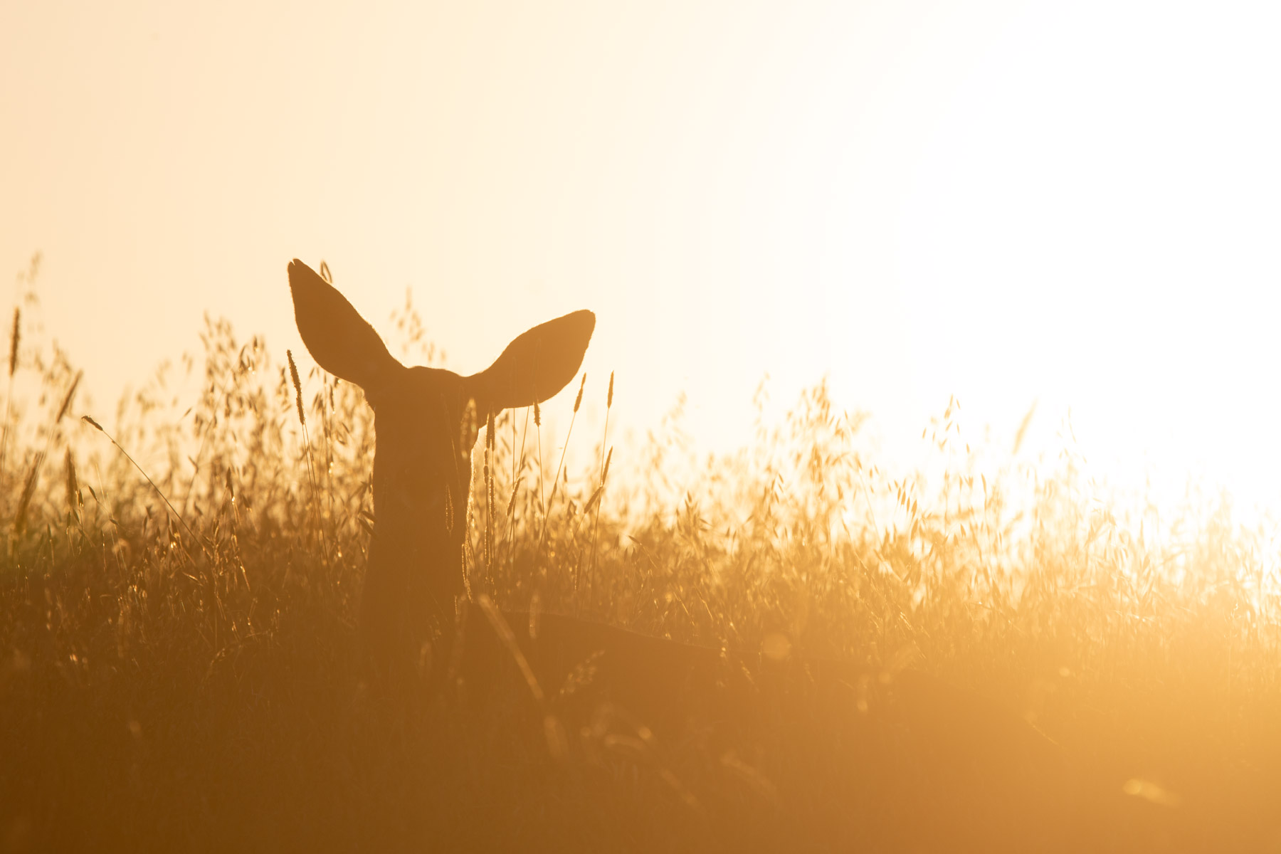 Lone Pine Ranch property picture 10 of 100