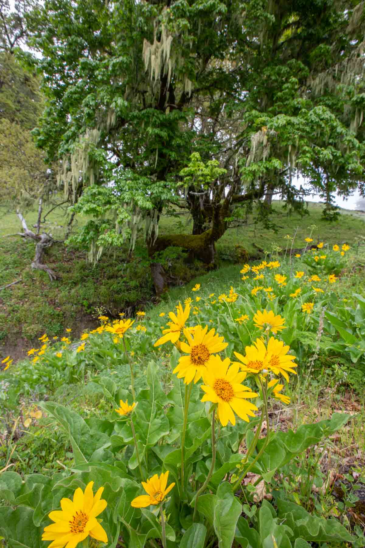 Lone Pine Ranch property picture 91 of 100