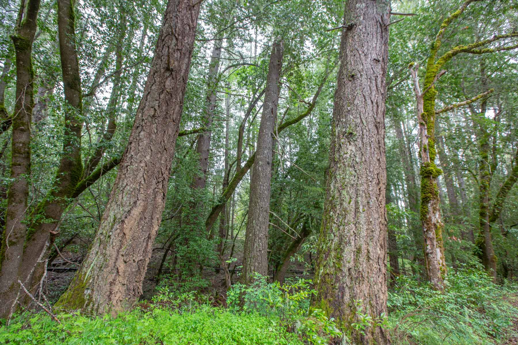 Lone Pine Ranch property picture 100 of 100