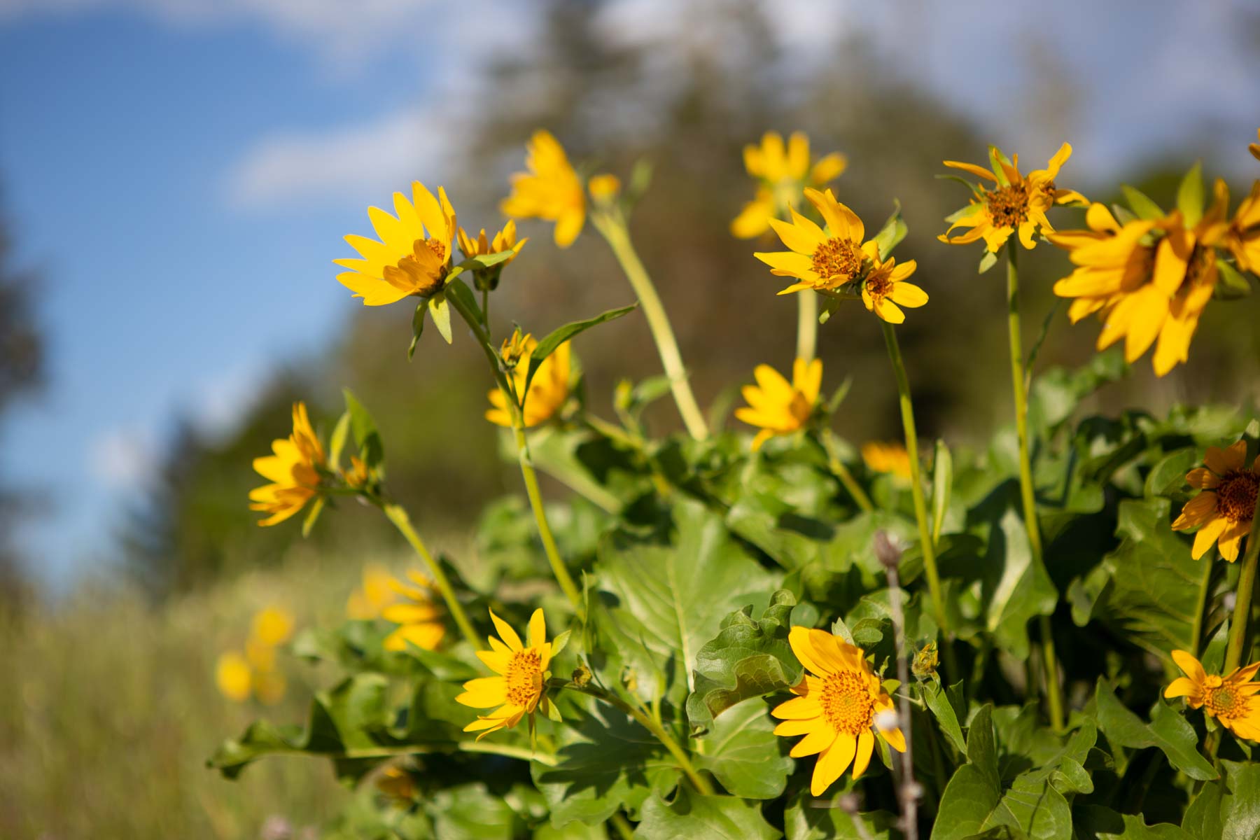 Lone Pine Ranch property picture 30 of 100