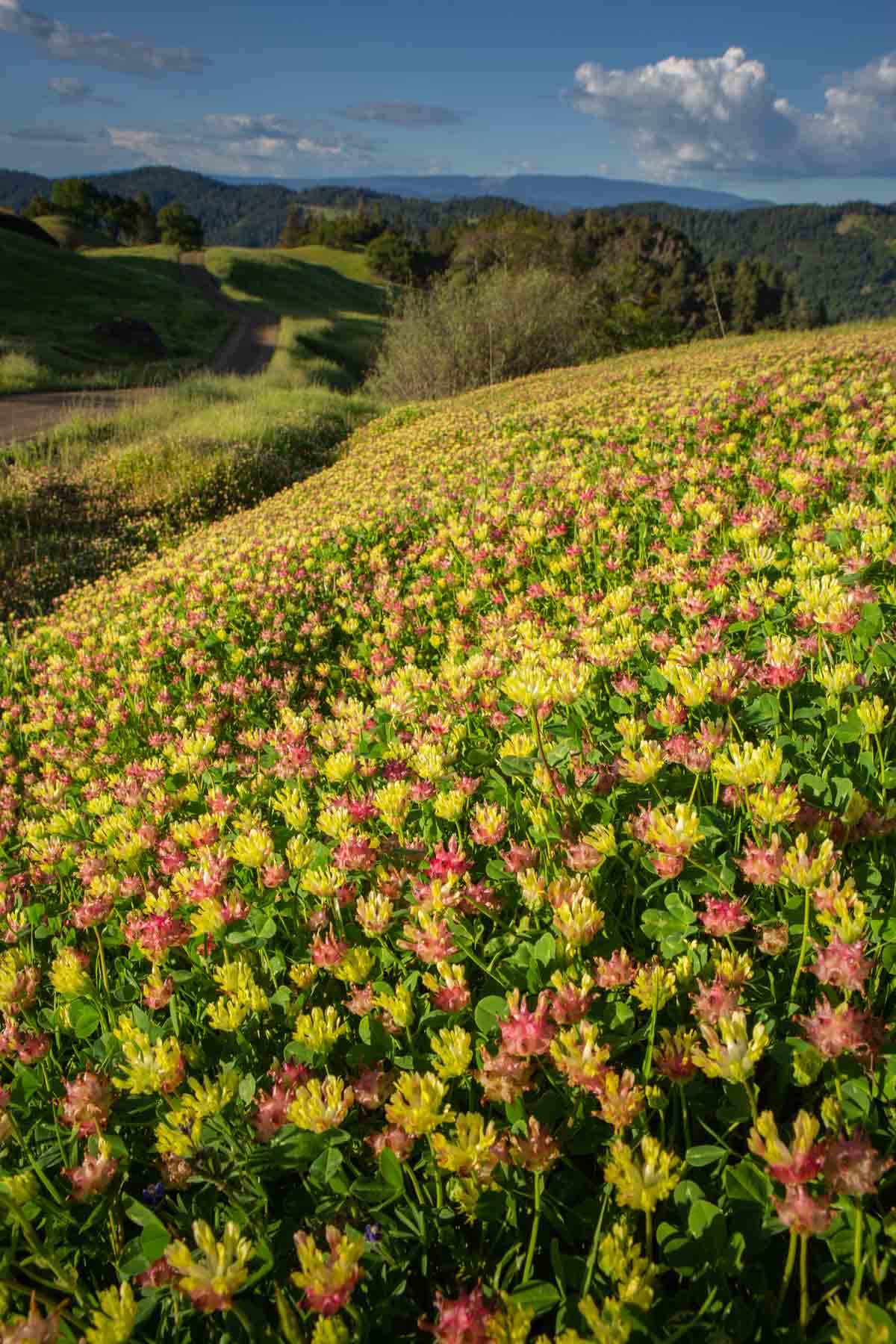 Lone Pine Ranch property picture 31 of 100