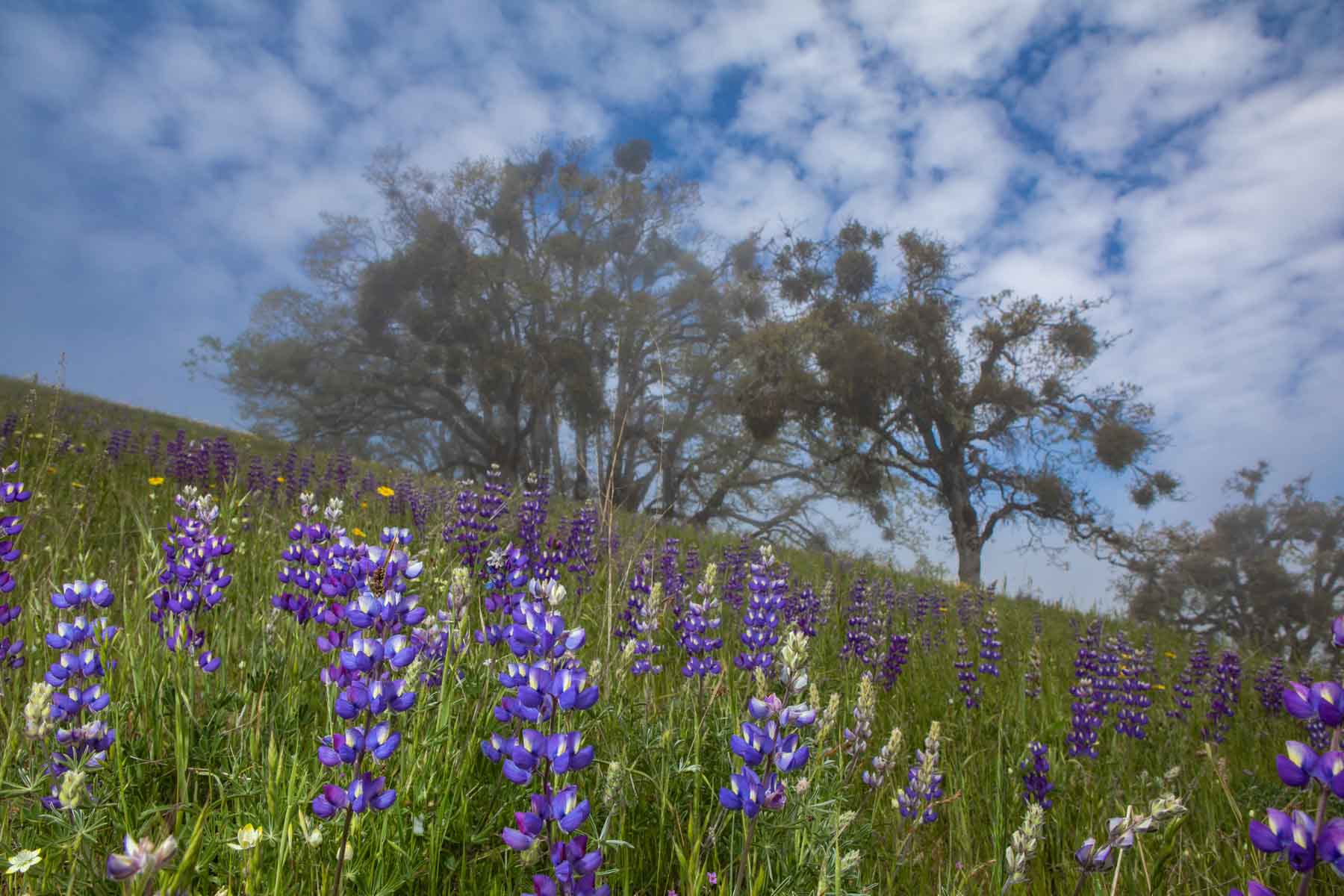 Lone Pine Ranch property picture 24 of 100