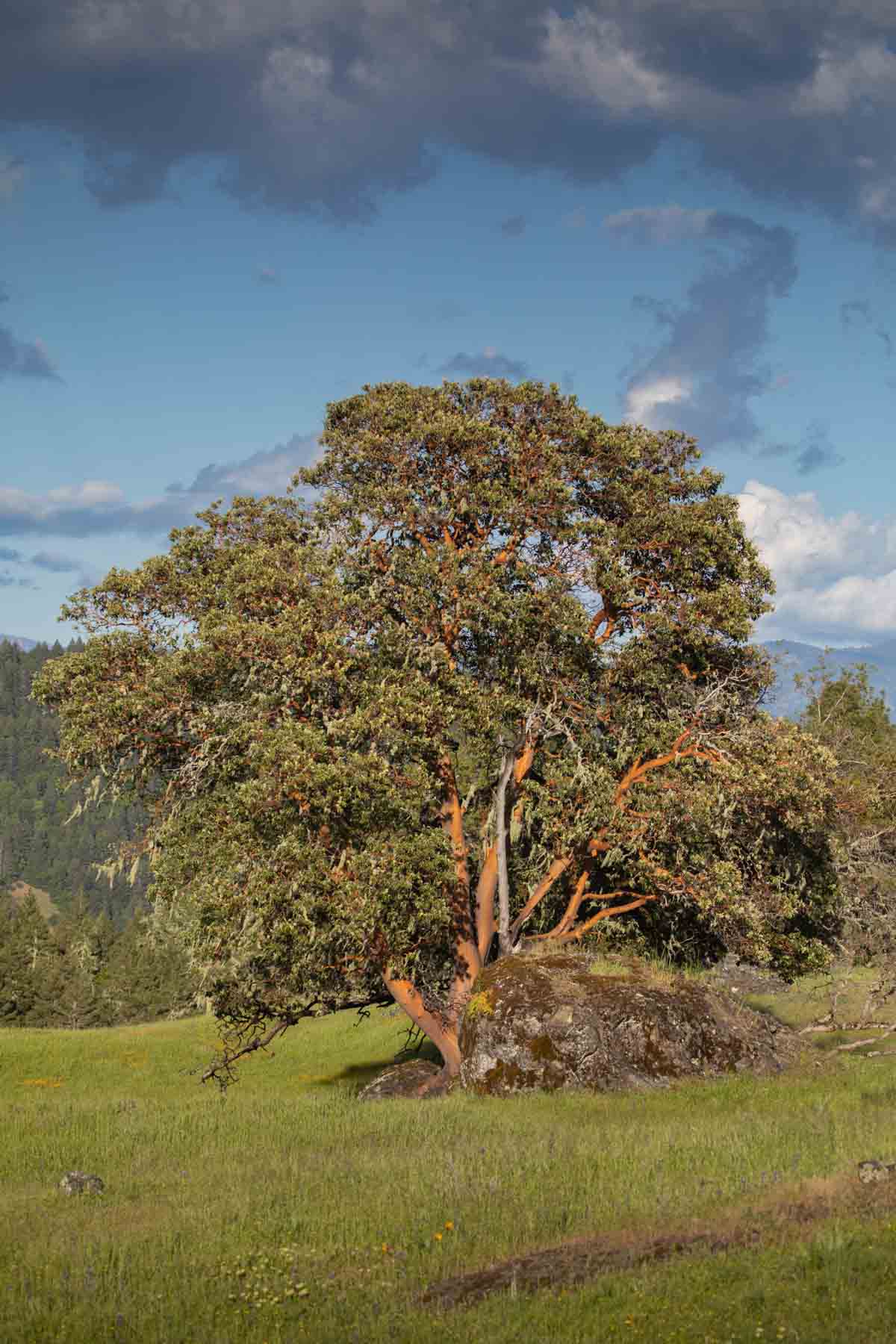 Lone Pine Ranch property picture 7 of 100