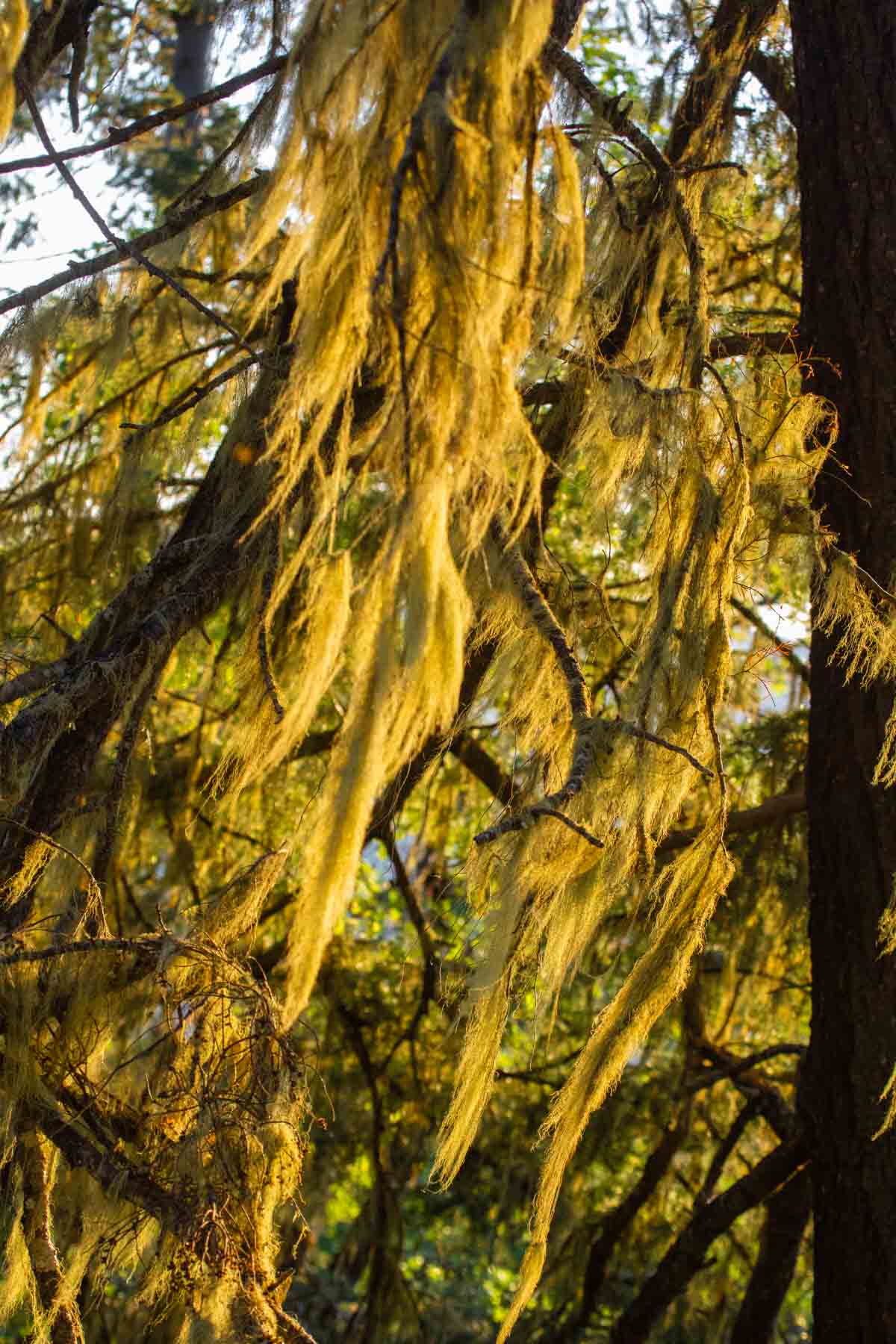 Lone Pine Ranch property picture 13 of 100