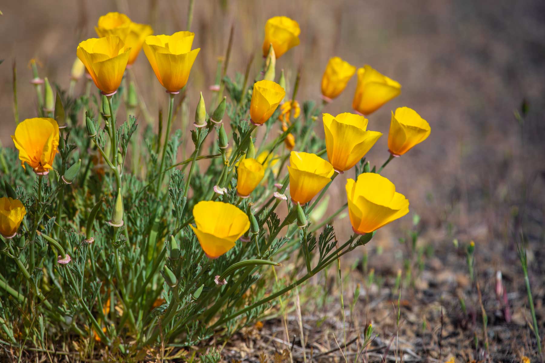 Lone Pine Ranch property picture 23 of 100