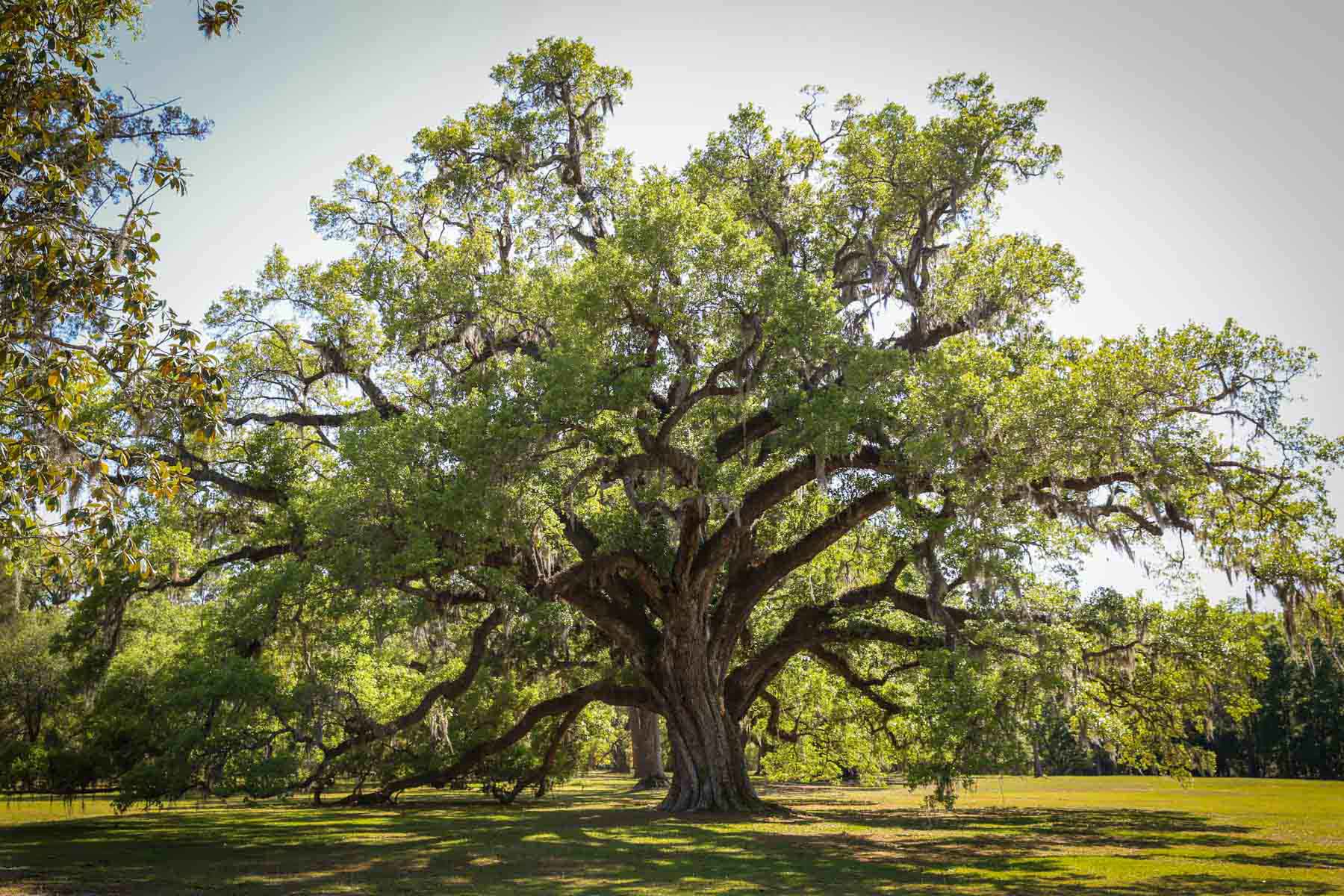 Chicora Wood Plantation property picture 4 of 116