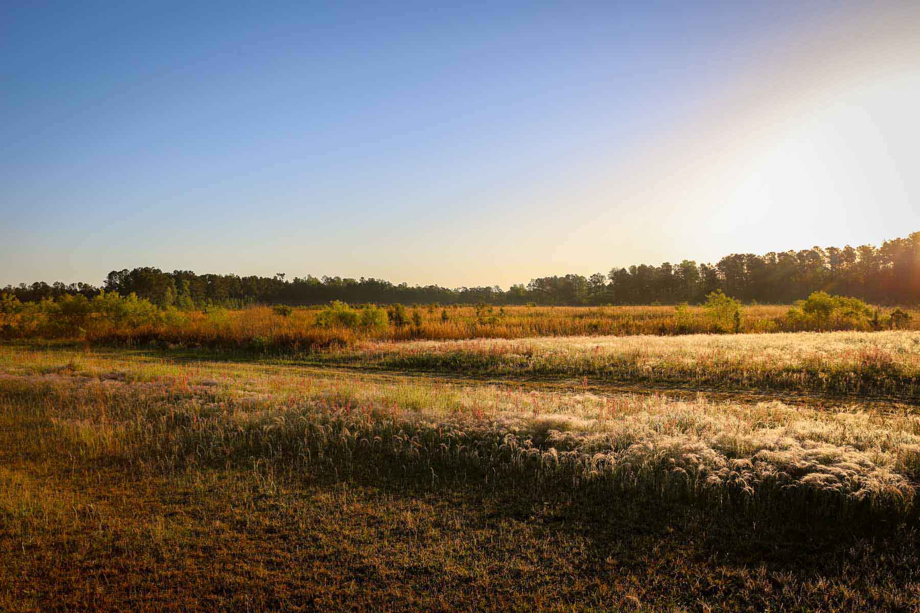 Chicora Wood Plantation property picture 9 of 116