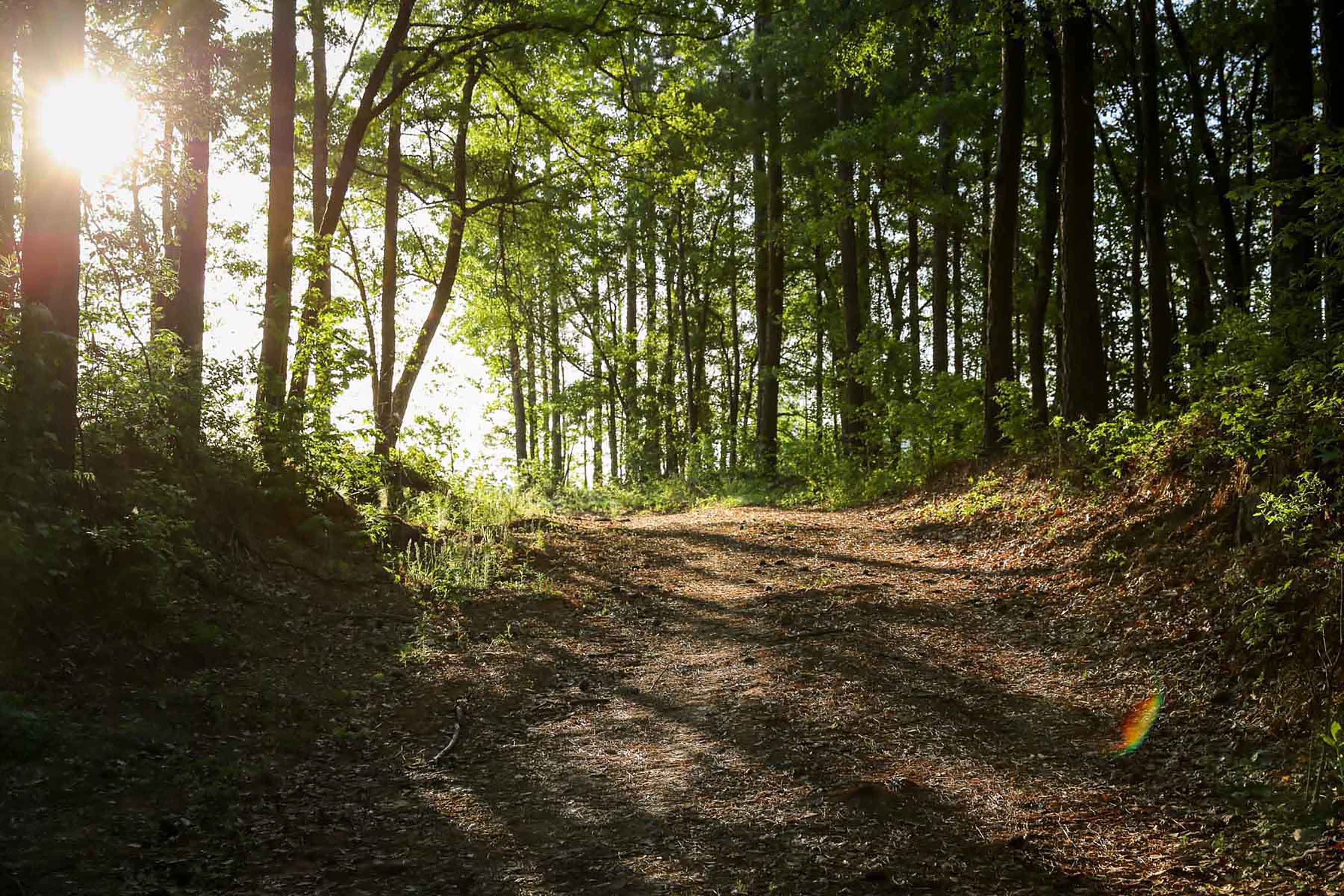 Chicora Wood Plantation property picture 11 of 116