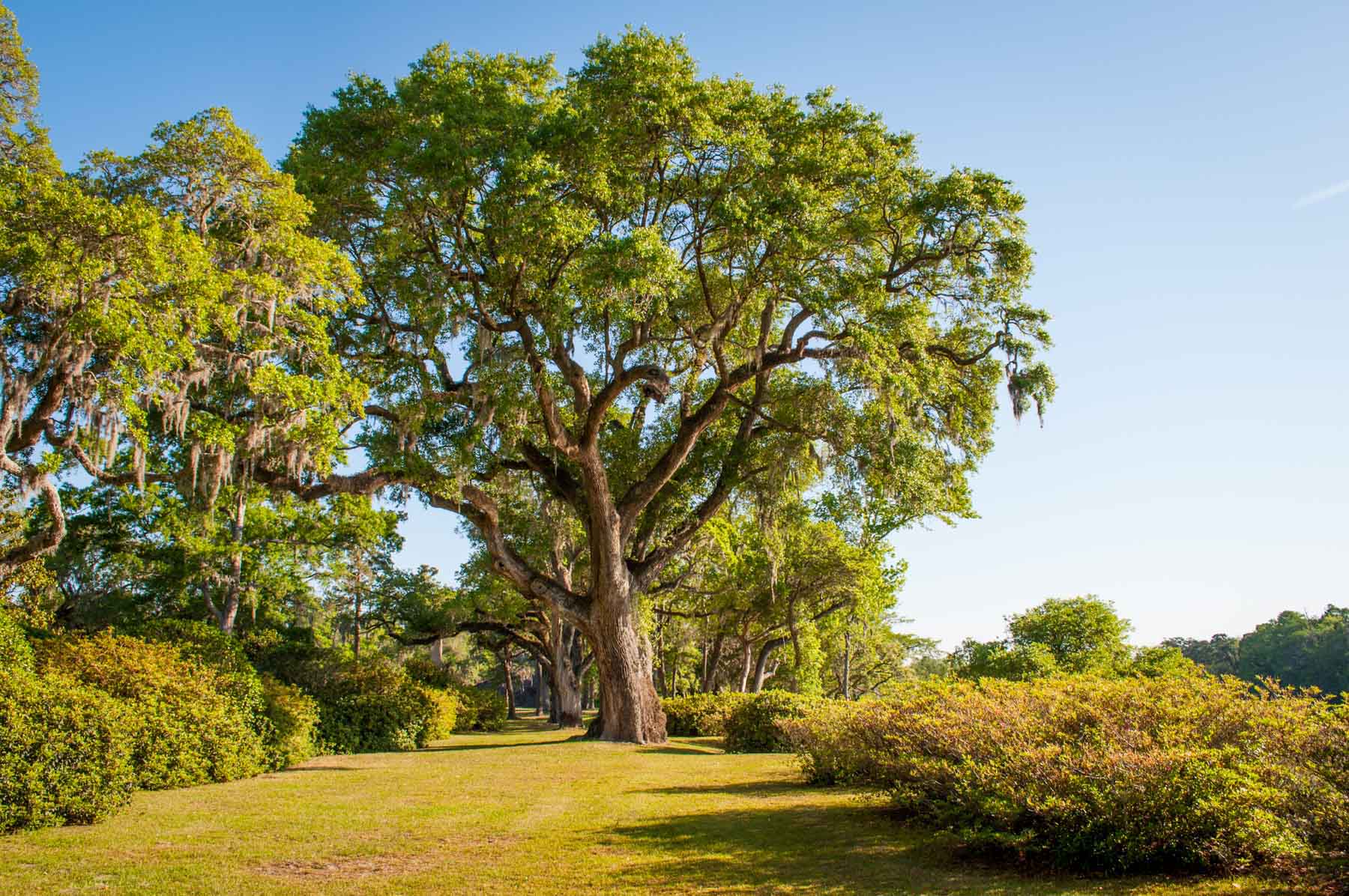 Chicora Wood Plantation property picture 19 of 116