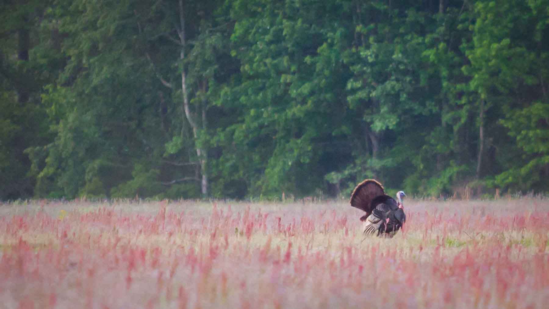 Chicora Wood Plantation property picture 23 of 116