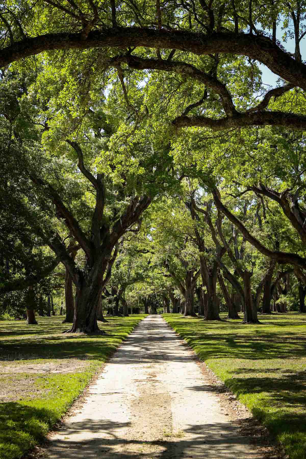 Chicora Wood Plantation property picture 90 of 116