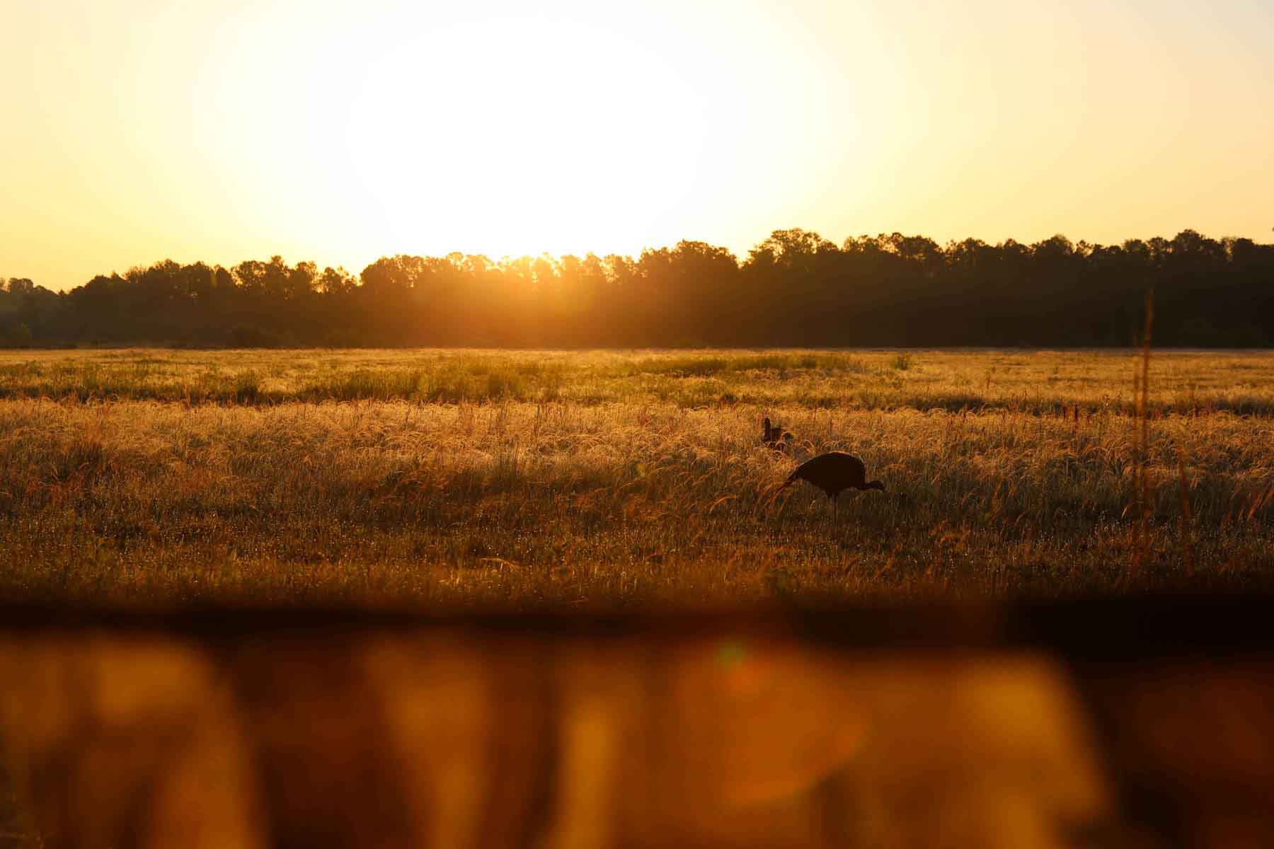 Chicora Wood Plantation property picture 92 of 116