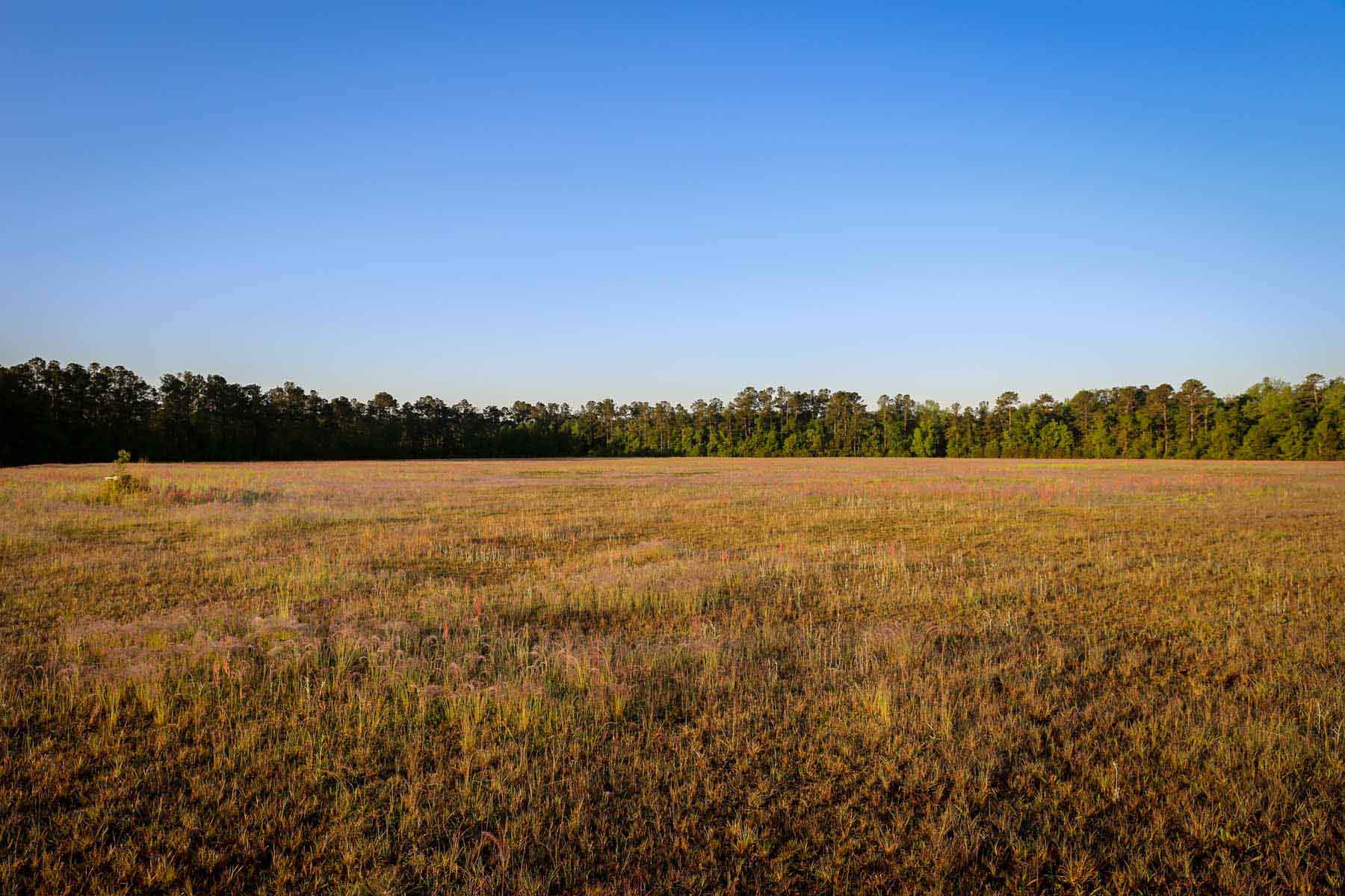 Chicora Wood Plantation property picture 93 of 116