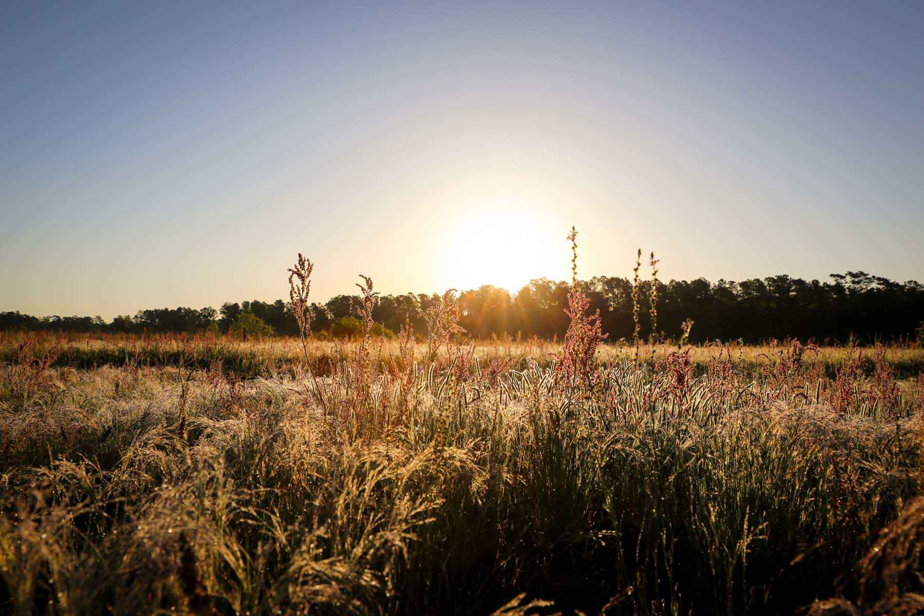 Chicora Wood Plantation property picture 94 of 116