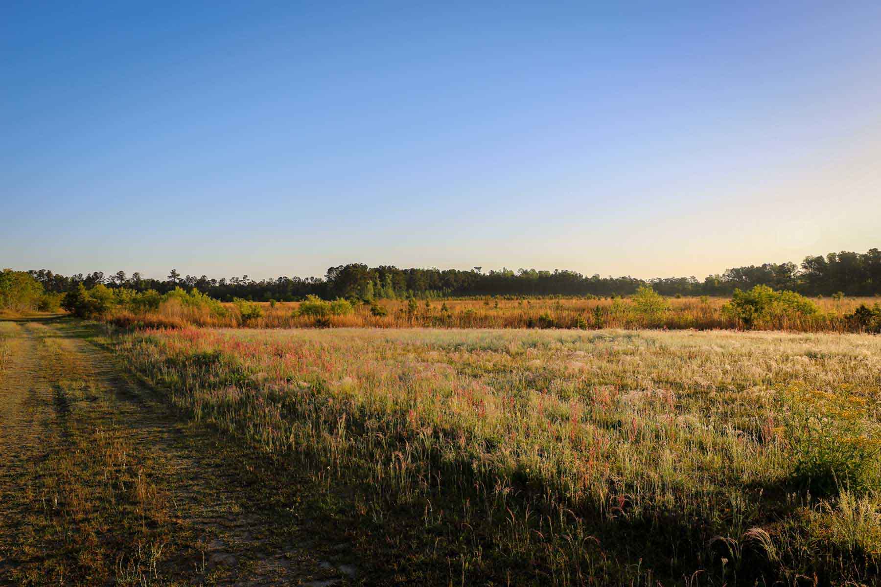 Chicora Wood Plantation property picture 95 of 116