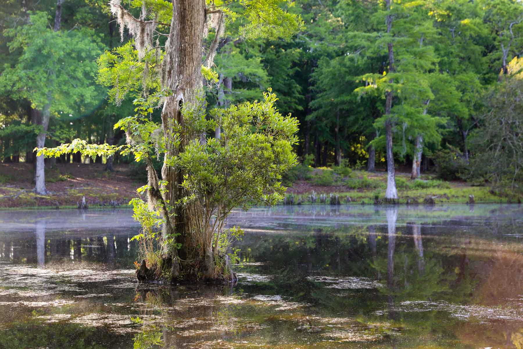 Chicora Wood Plantation property picture 98 of 116