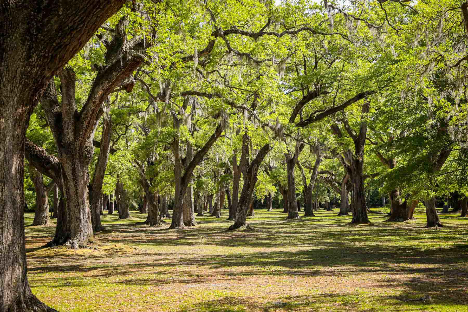 Chicora Wood Plantation property picture 100 of 116