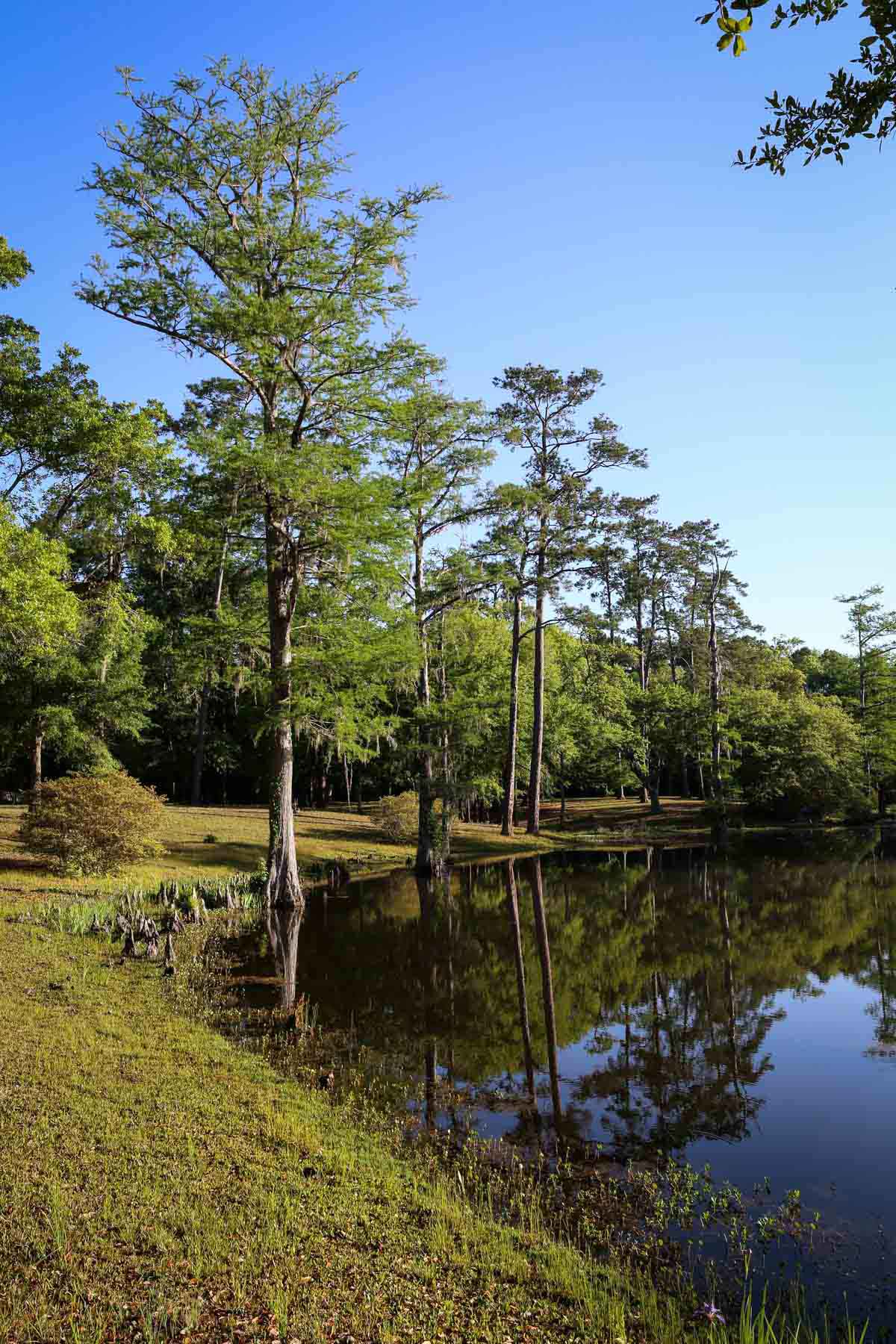 Chicora Wood Plantation property picture 102 of 116