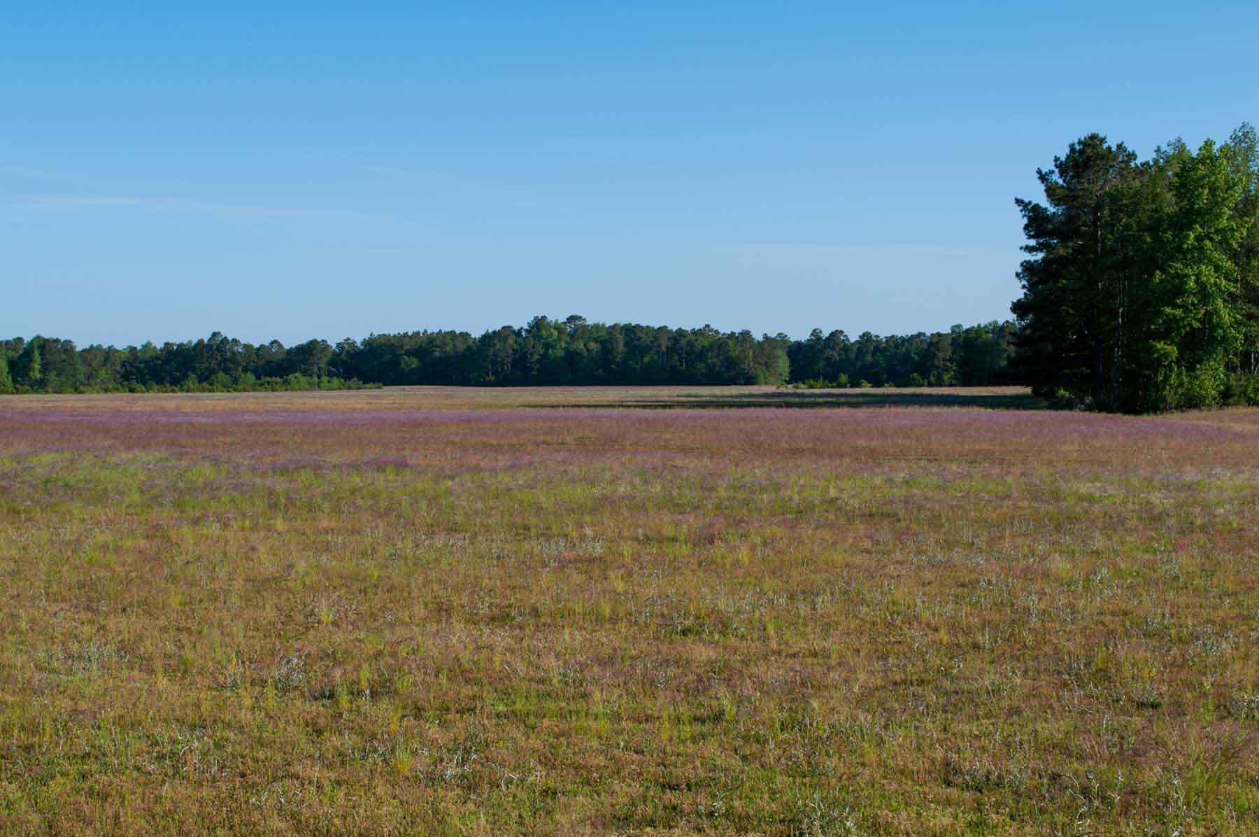 Chicora Wood Plantation property picture 109 of 116