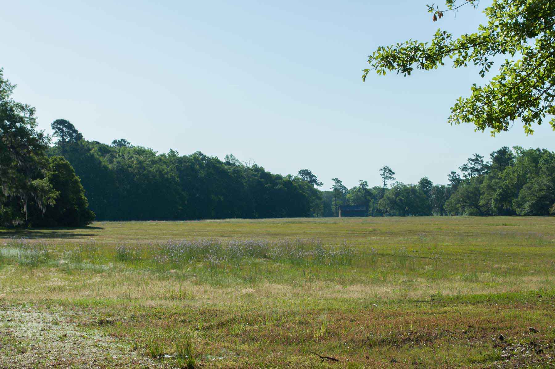 Chicora Wood Plantation property picture 110 of 116