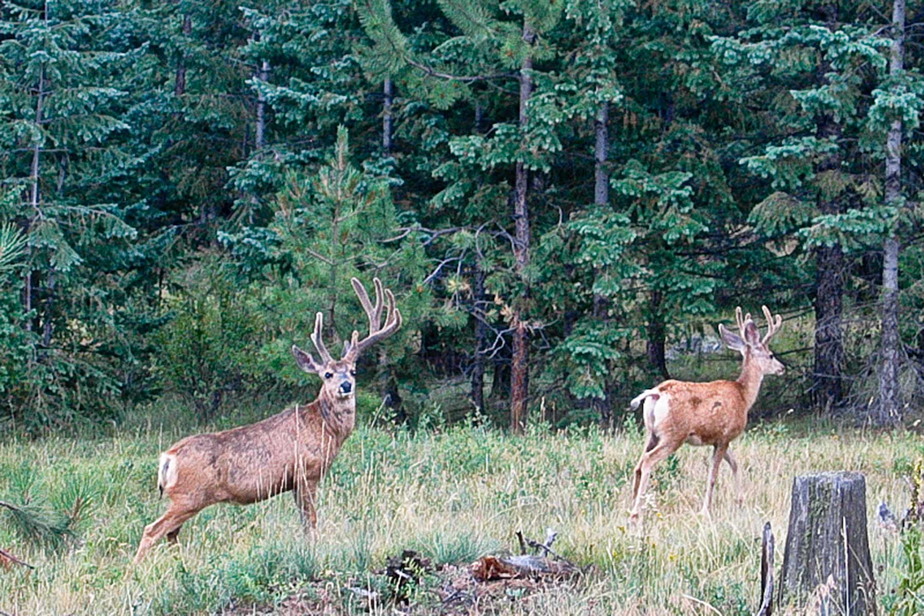 Berrien Ranch property picture 11 of 42