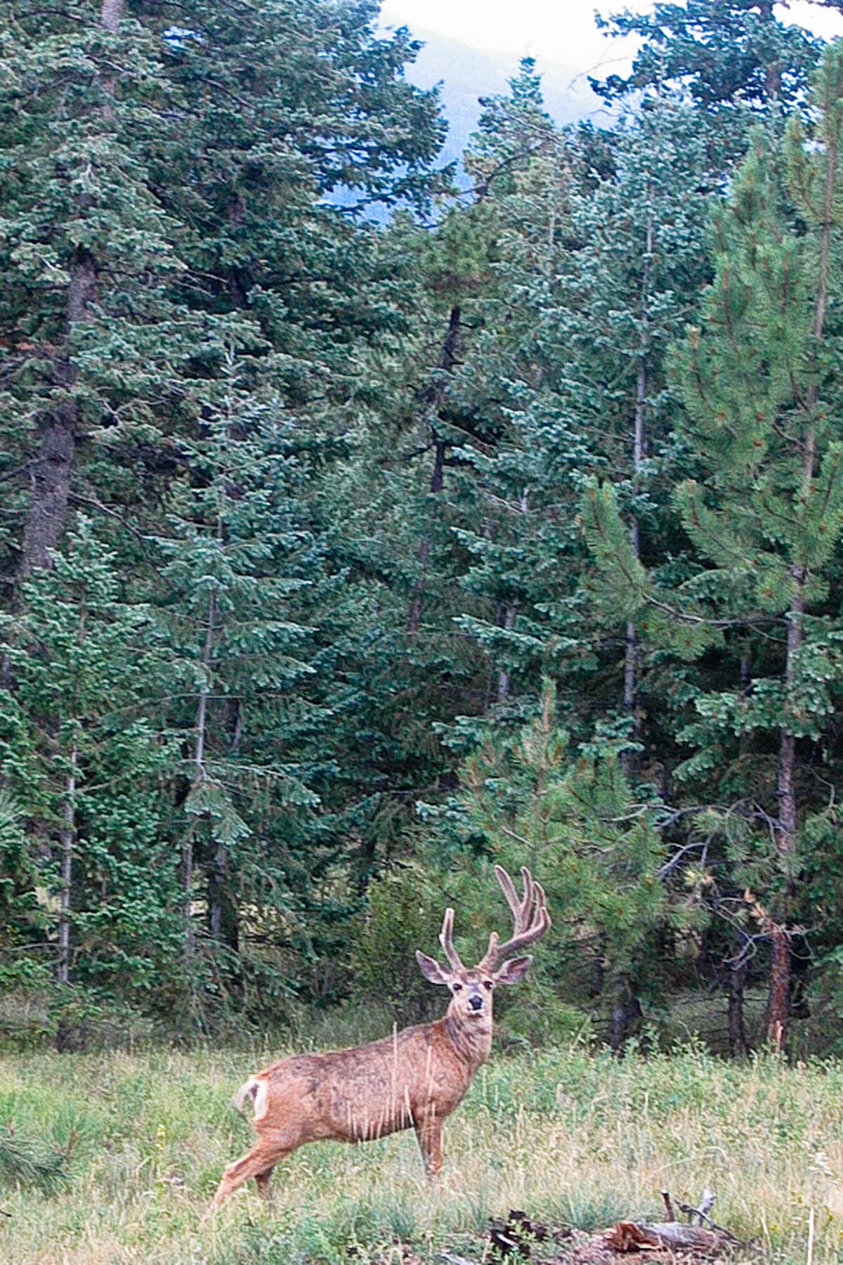 Berrien Ranch property picture 22 of 42
