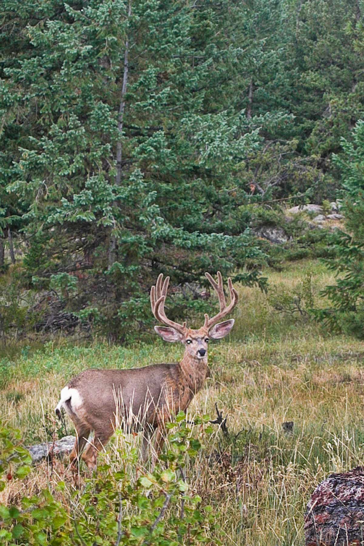Berrien Ranch property picture 6 of 42