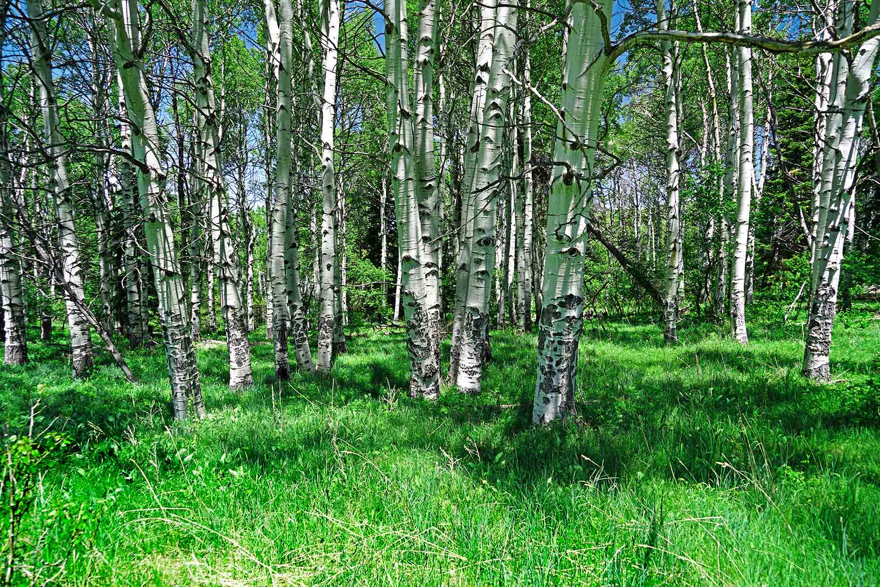 Grove Creek Ranch property picture 30 of 48