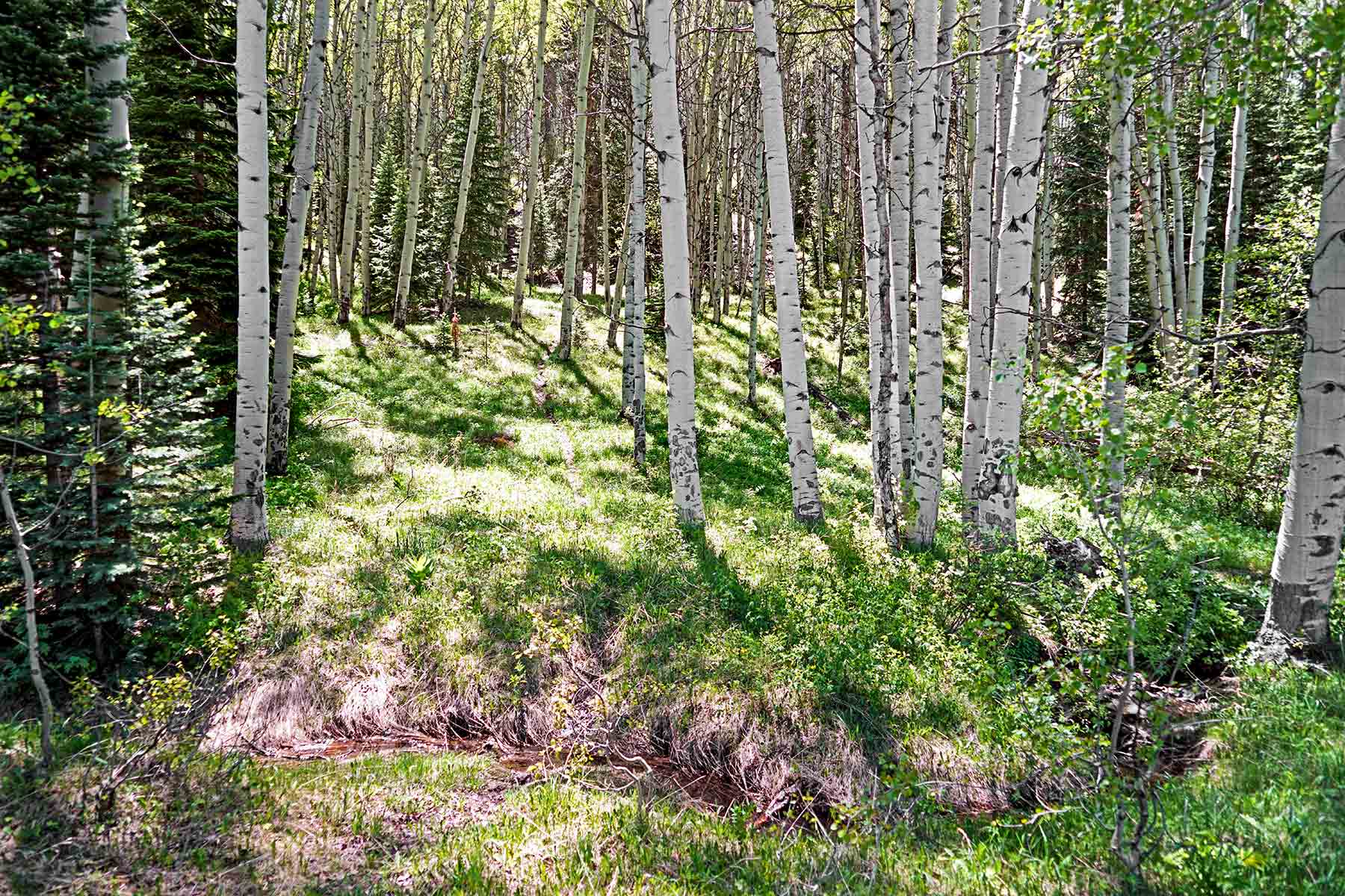 Grove Creek Ranch property picture 33 of 48