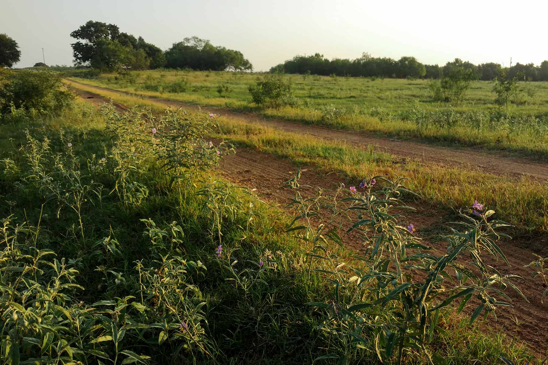 McCrary Ranch property picture 32 of 56