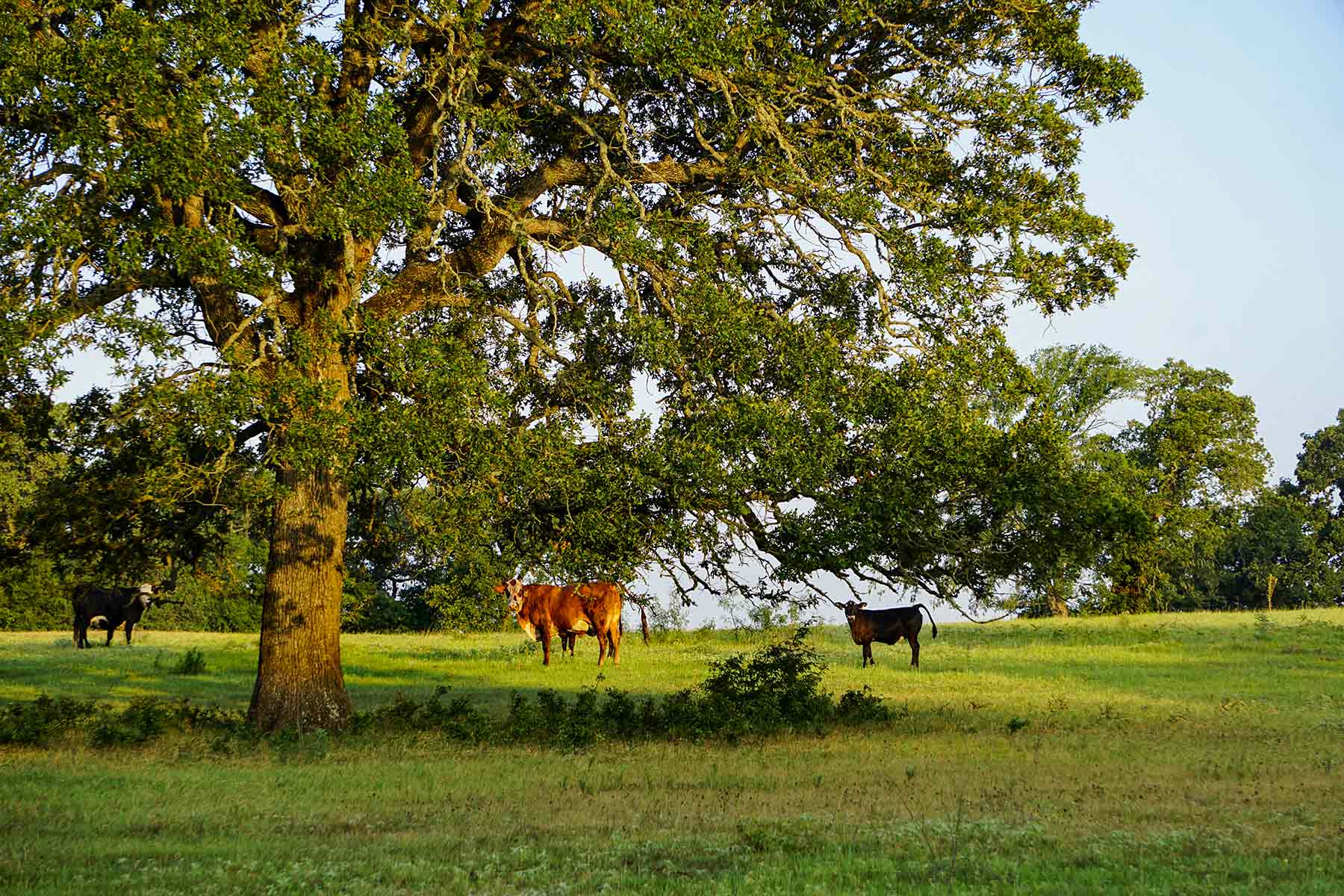 McCrary Ranch property picture 2 of 56