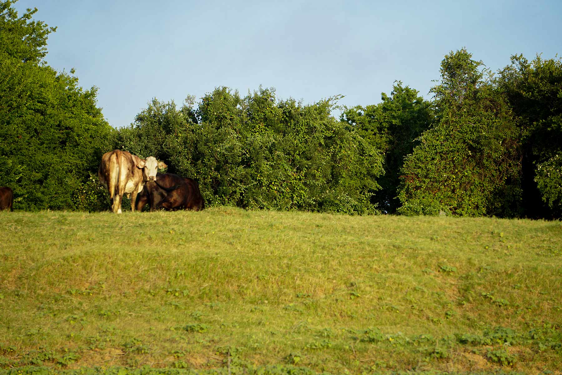 McCrary Ranch property picture 26 of 56