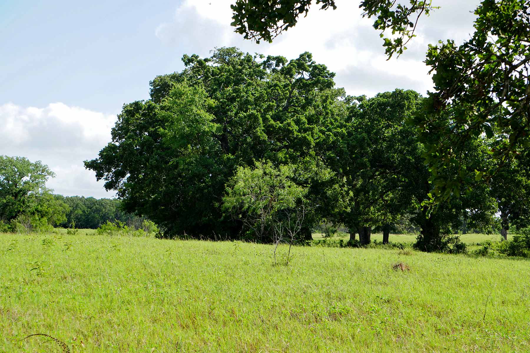 McCrary Ranch property picture 41 of 56