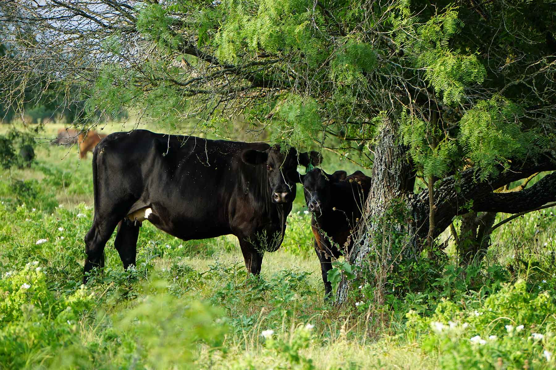 McCrary Ranch property picture 6 of 56