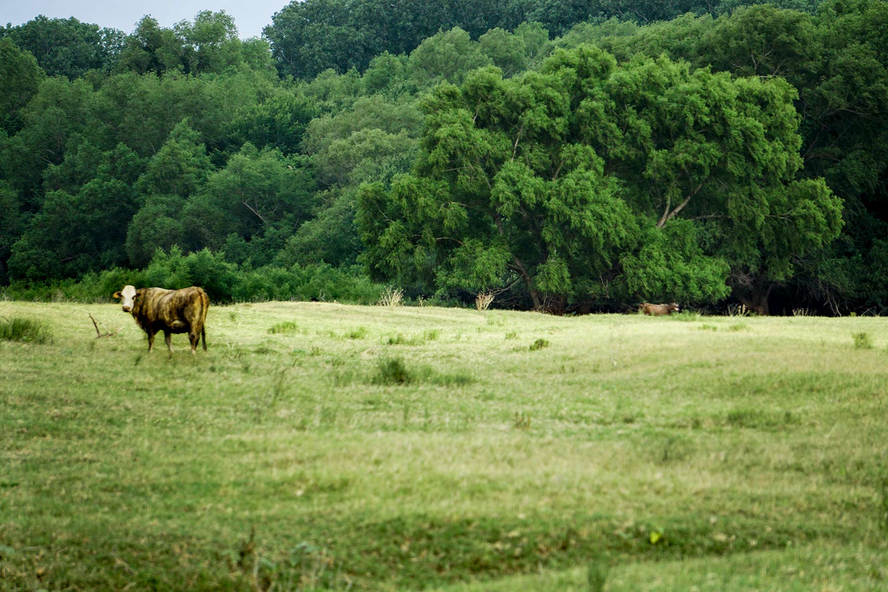 McCrary Ranch property picture 35 of 56