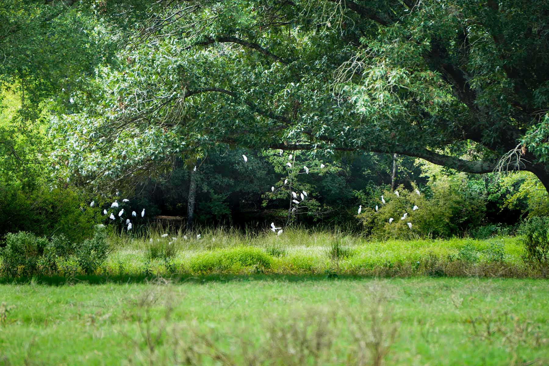 Walnut Creek Ranch property picture 13 of 60