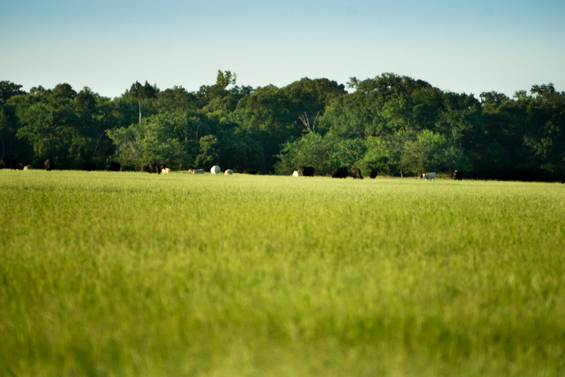 Walnut Creek Ranch property picture 37 of 60