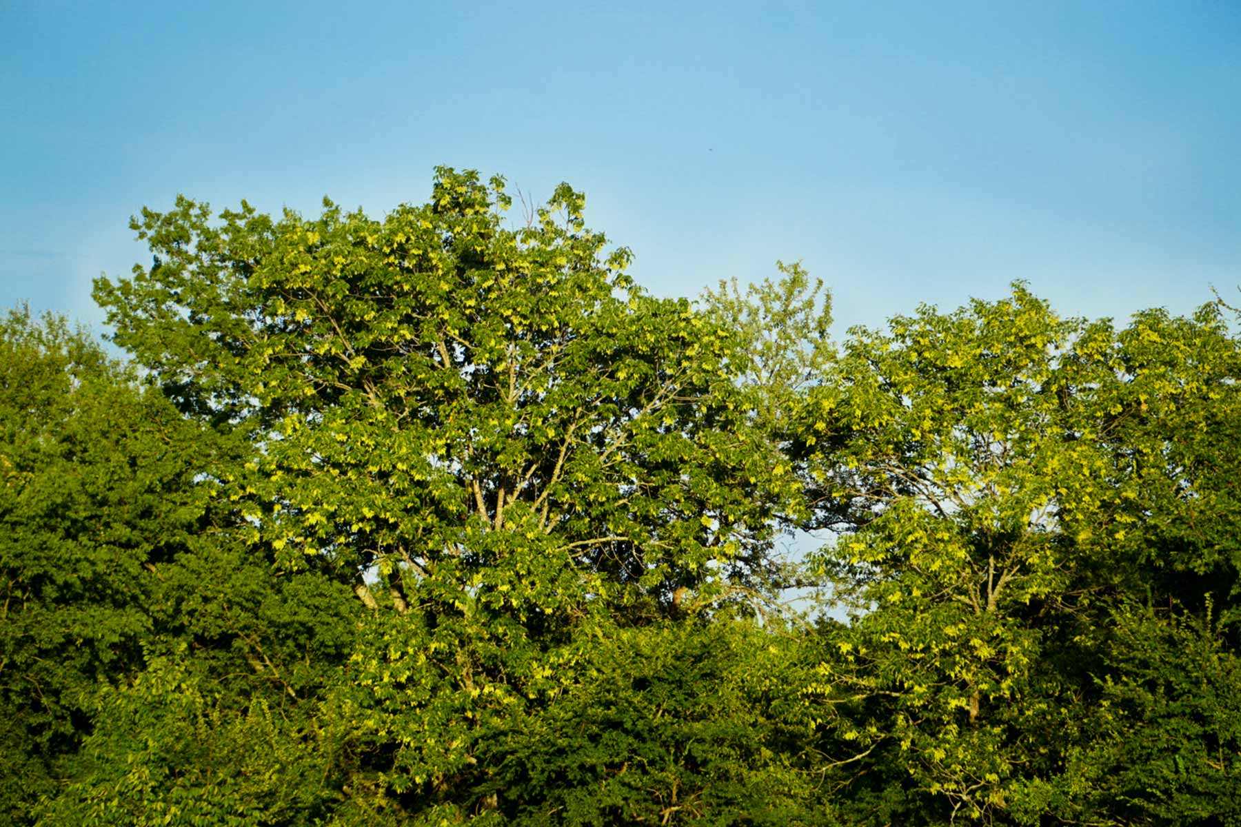 Walnut Creek Ranch property picture 20 of 60