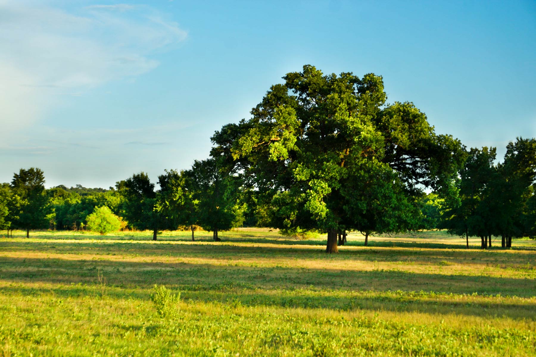 Walnut Creek Ranch property picture 11 of 60