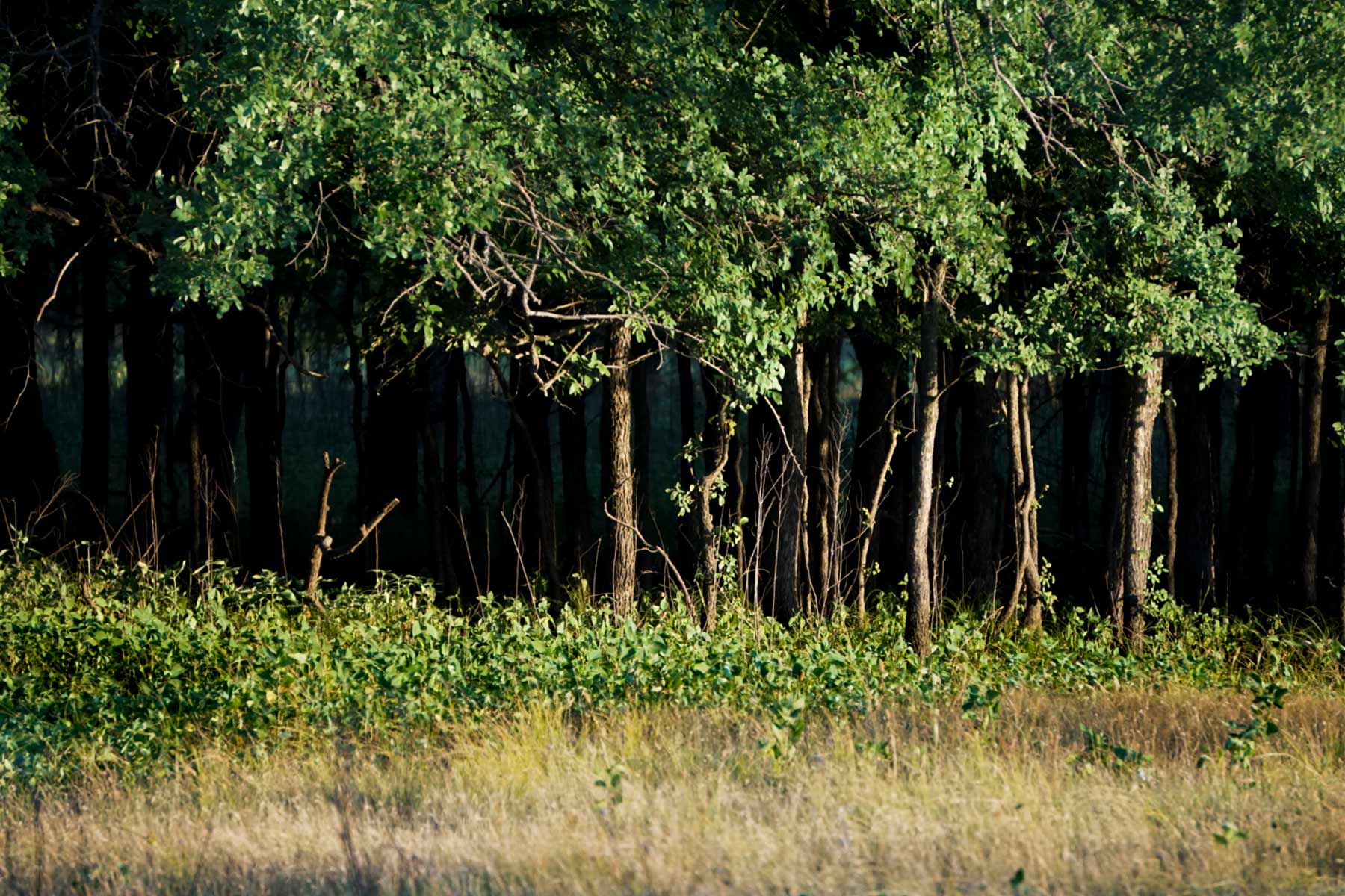 Walnut Creek Ranch property picture 15 of 60