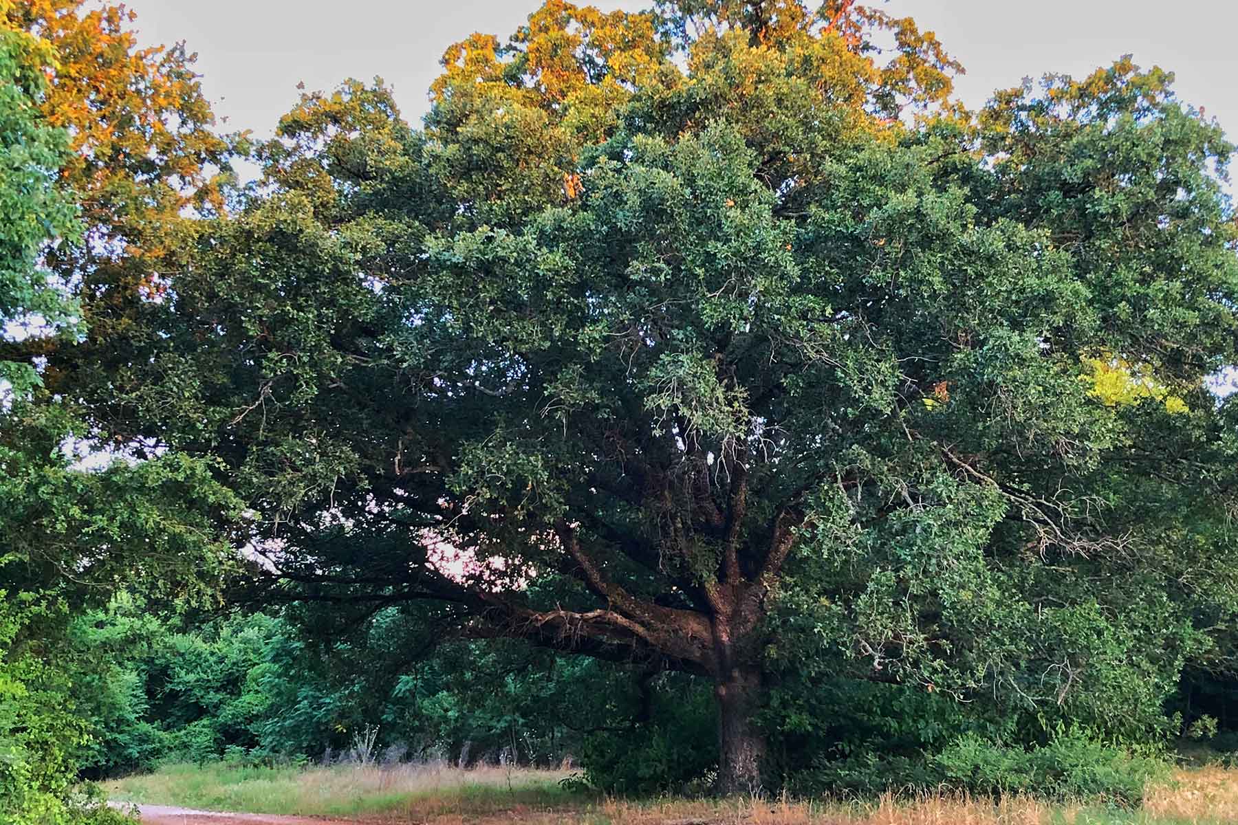 Walnut Creek Ranch property picture 7 of 60