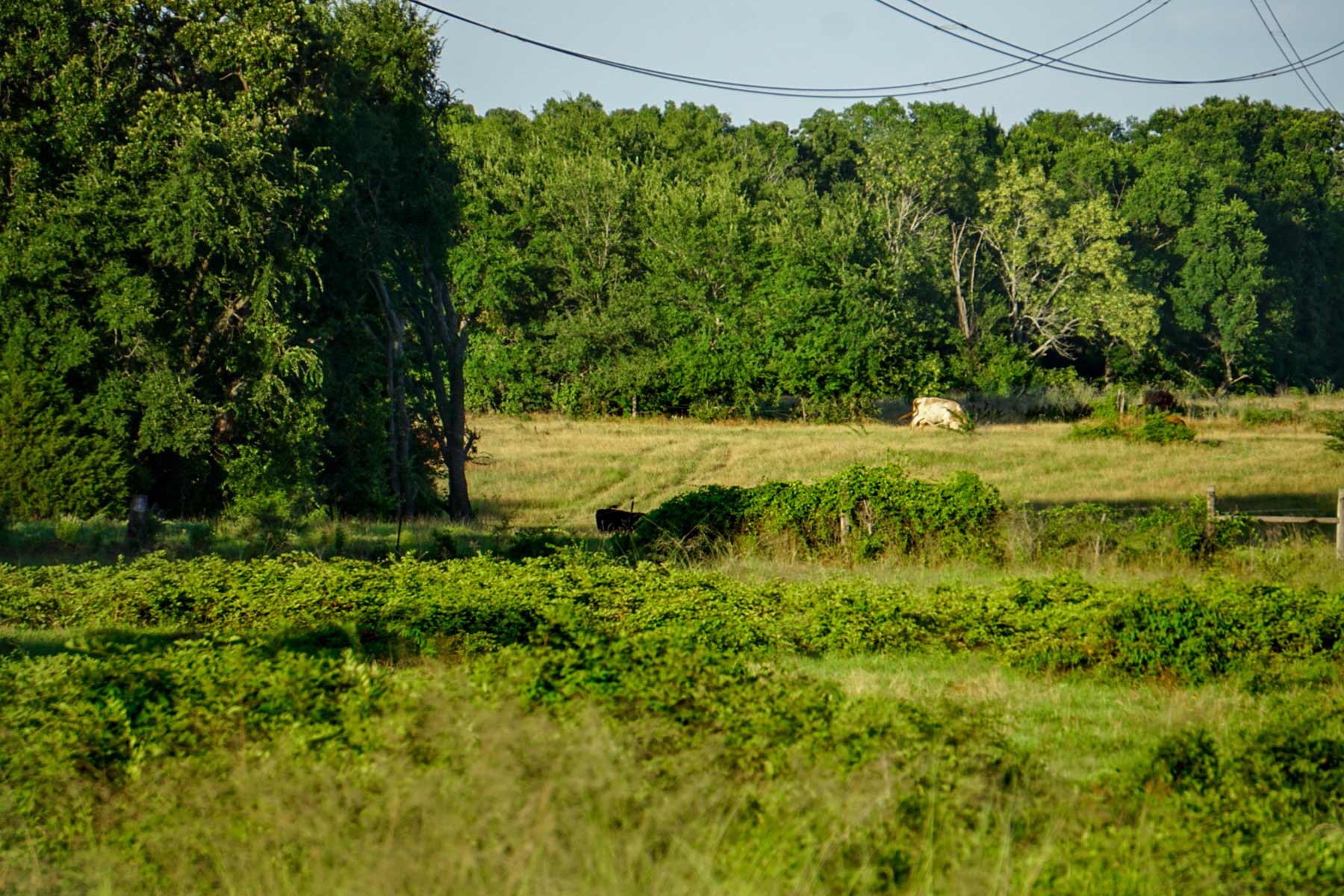 Cross Roads Pasture property picture 9 of 16